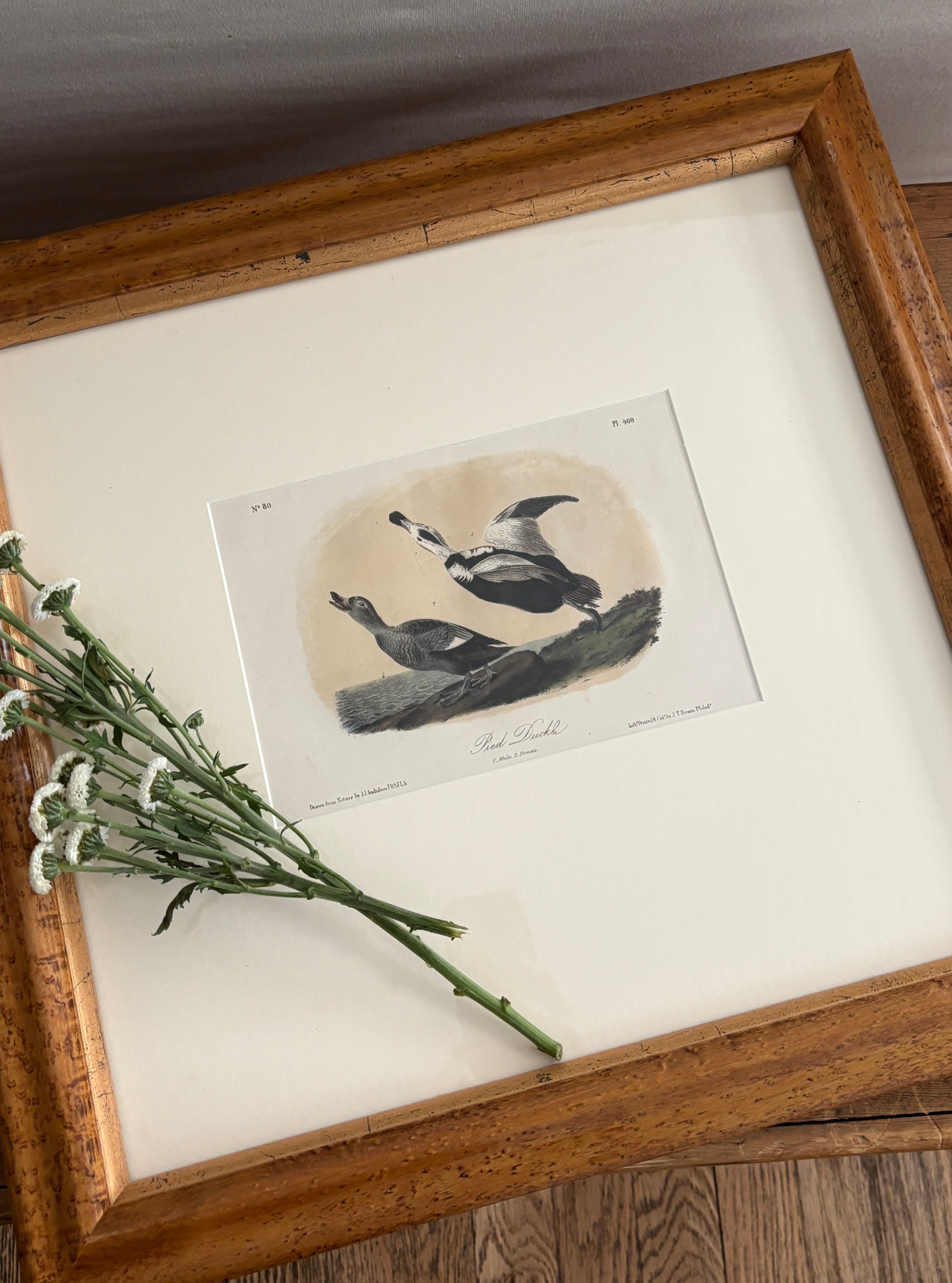 Antique Prints: Engravings, Etchings, & More