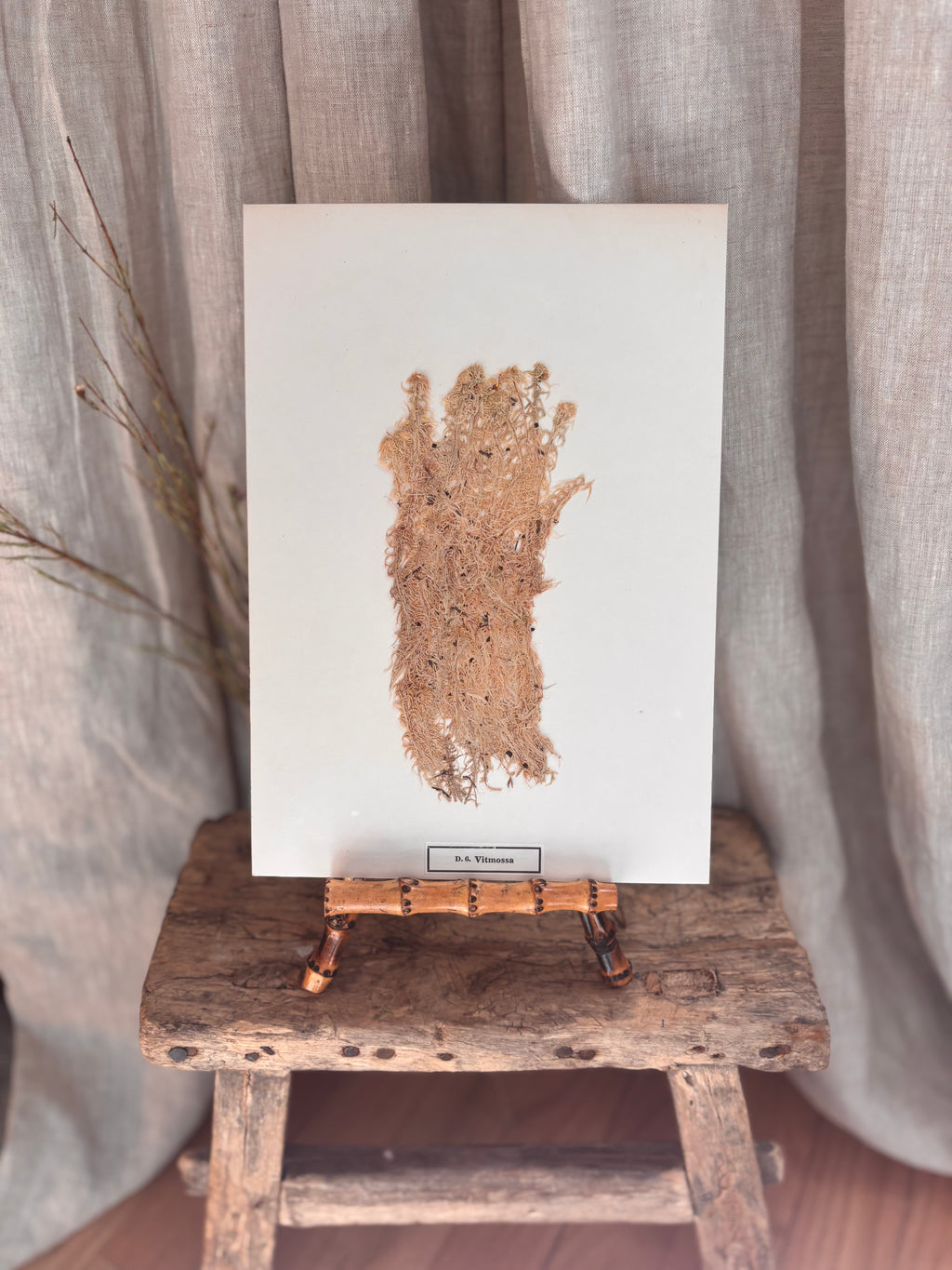 Vintage Pressed Swedish Herbarium D.6. Vitmossa (White Moss)