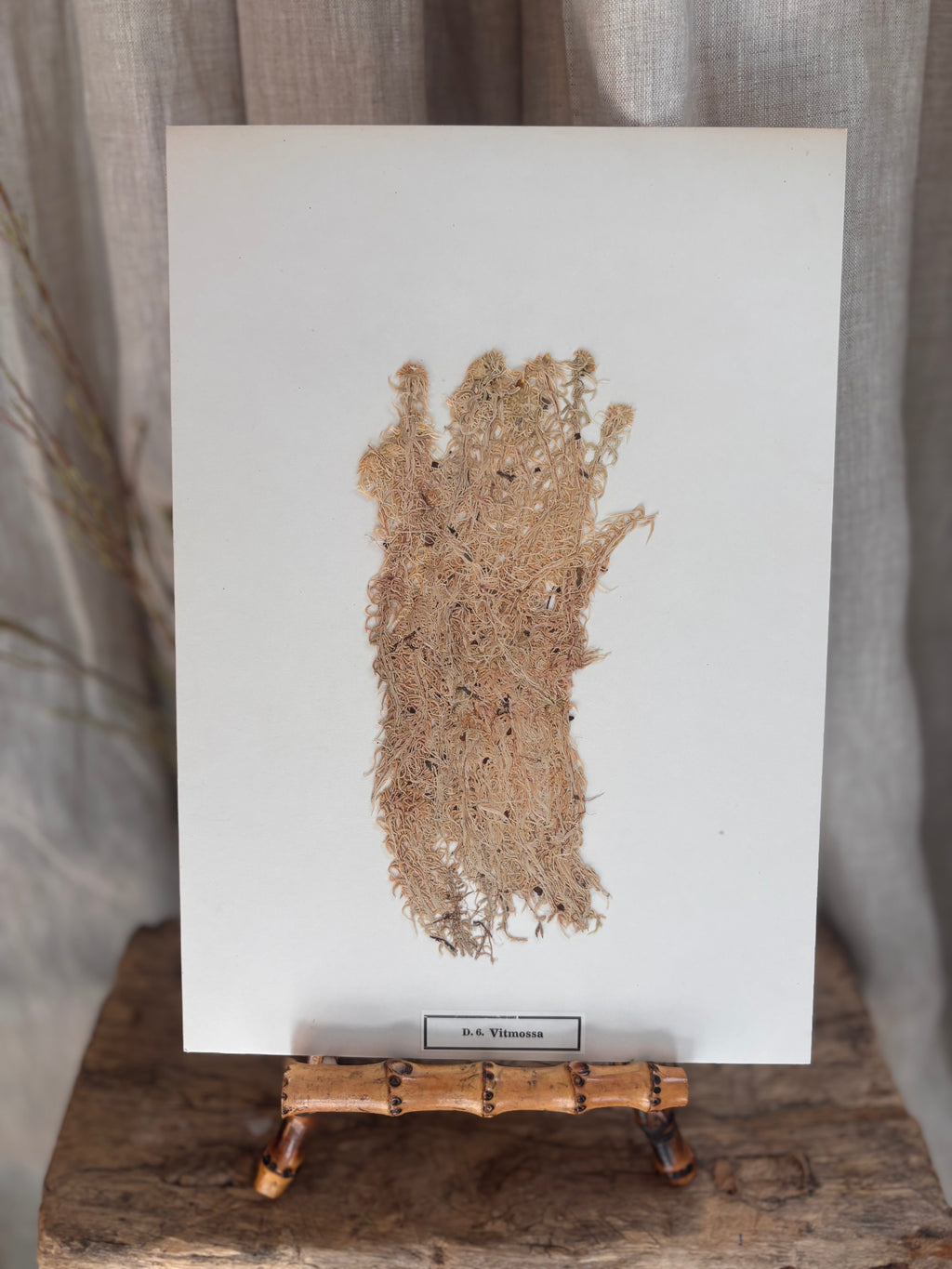 Vintage Pressed Swedish Herbarium D.6. Vitmossa (White Moss)