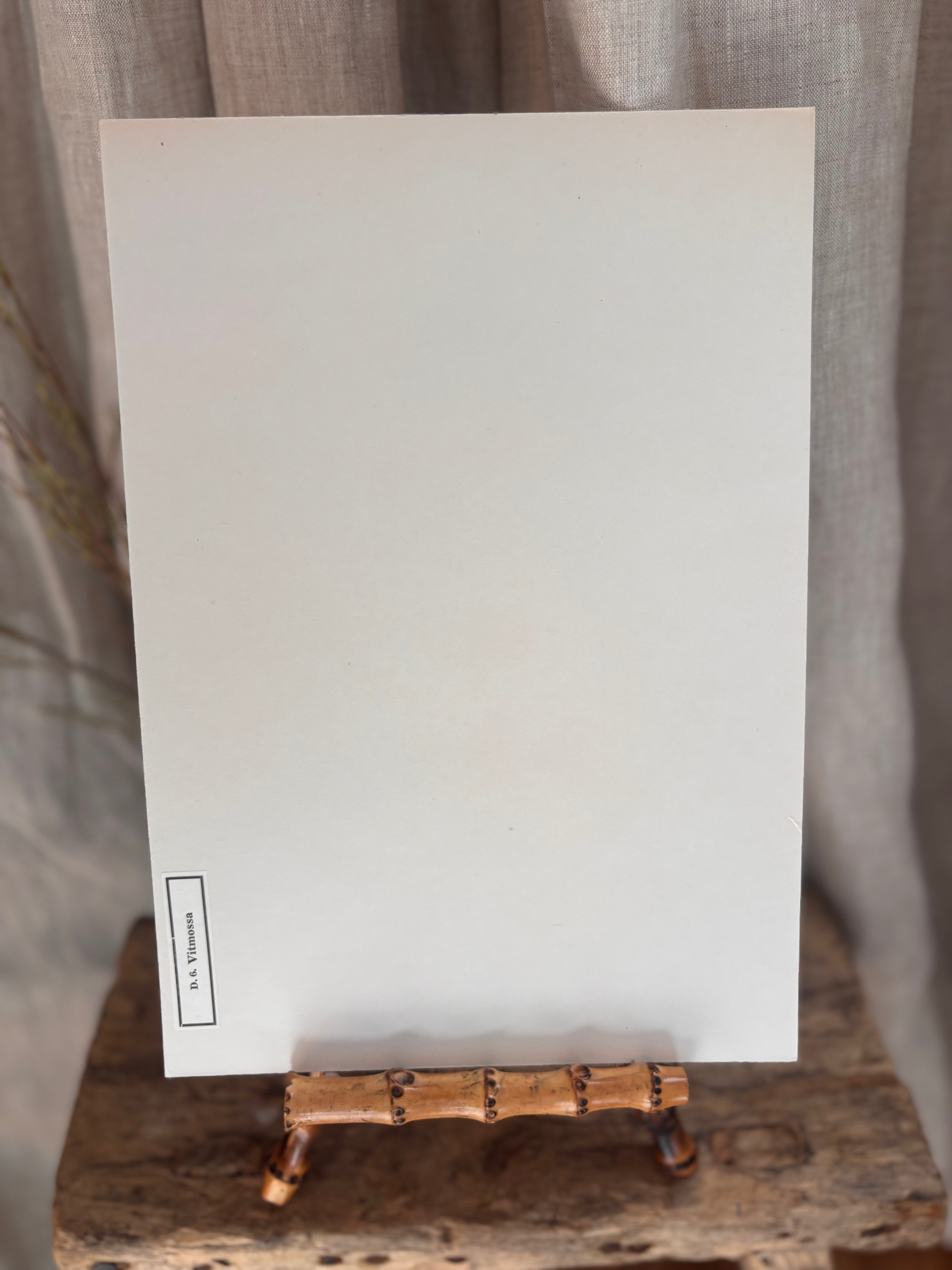 Vintage Pressed Swedish Herbarium D.6. Vitmossa (White Moss)