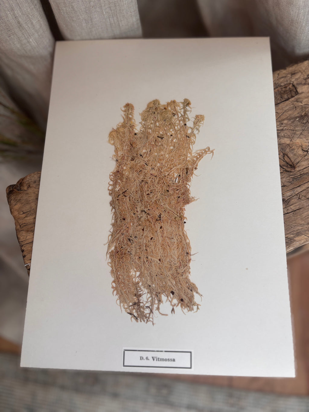 Vintage Pressed Swedish Herbarium D.6. Vitmossa (White Moss)