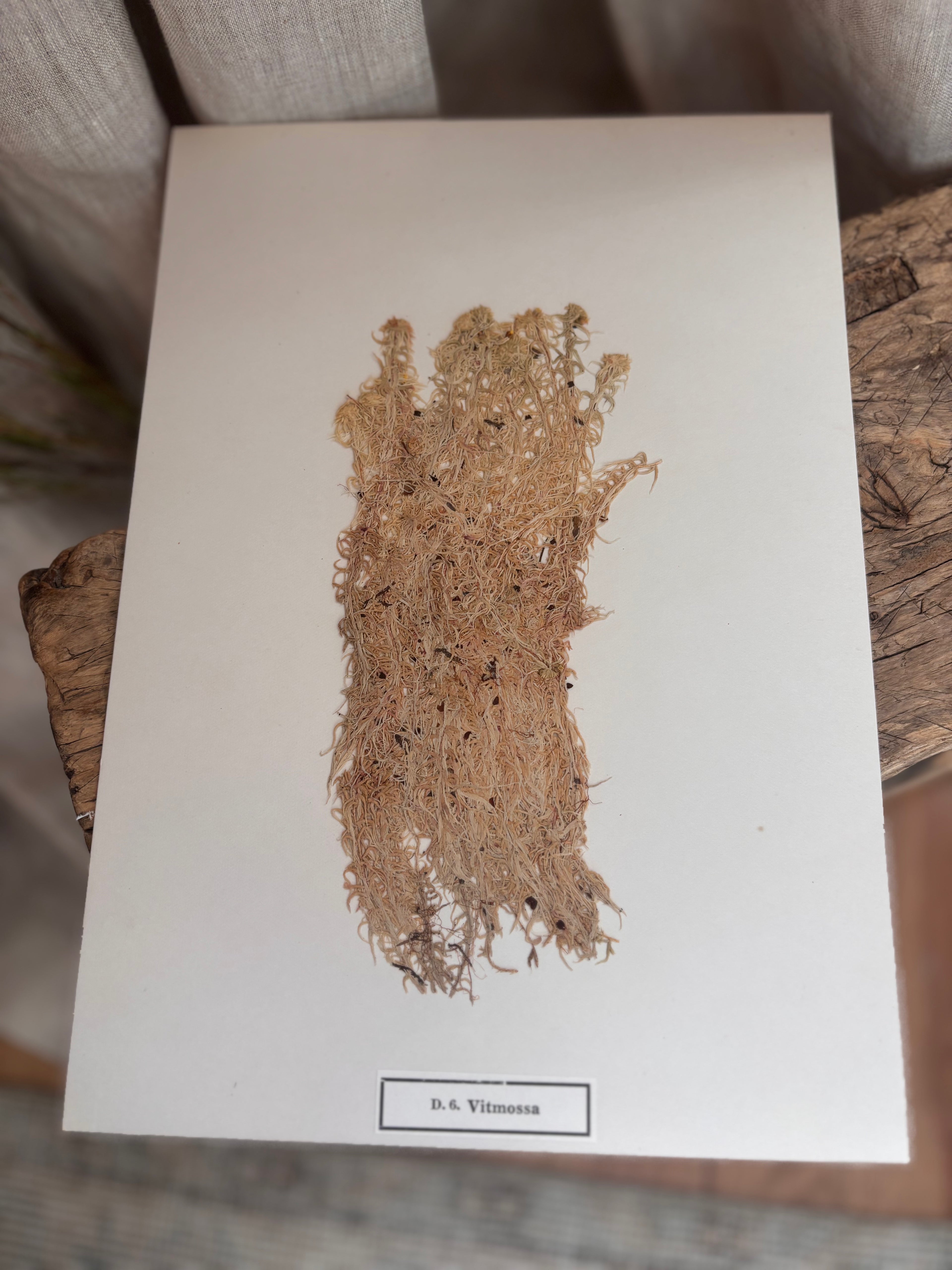 Vintage Pressed Swedish Herbarium D.6. Vitmossa (White Moss)