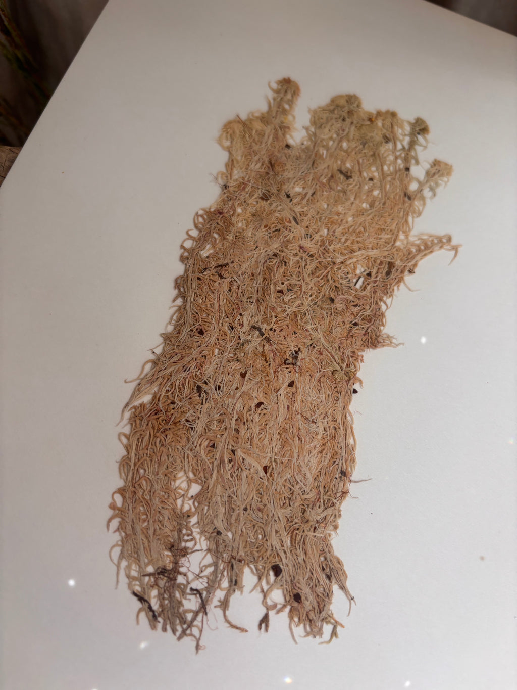 Vintage Pressed Swedish Herbarium D.6. Vitmossa (White Moss)