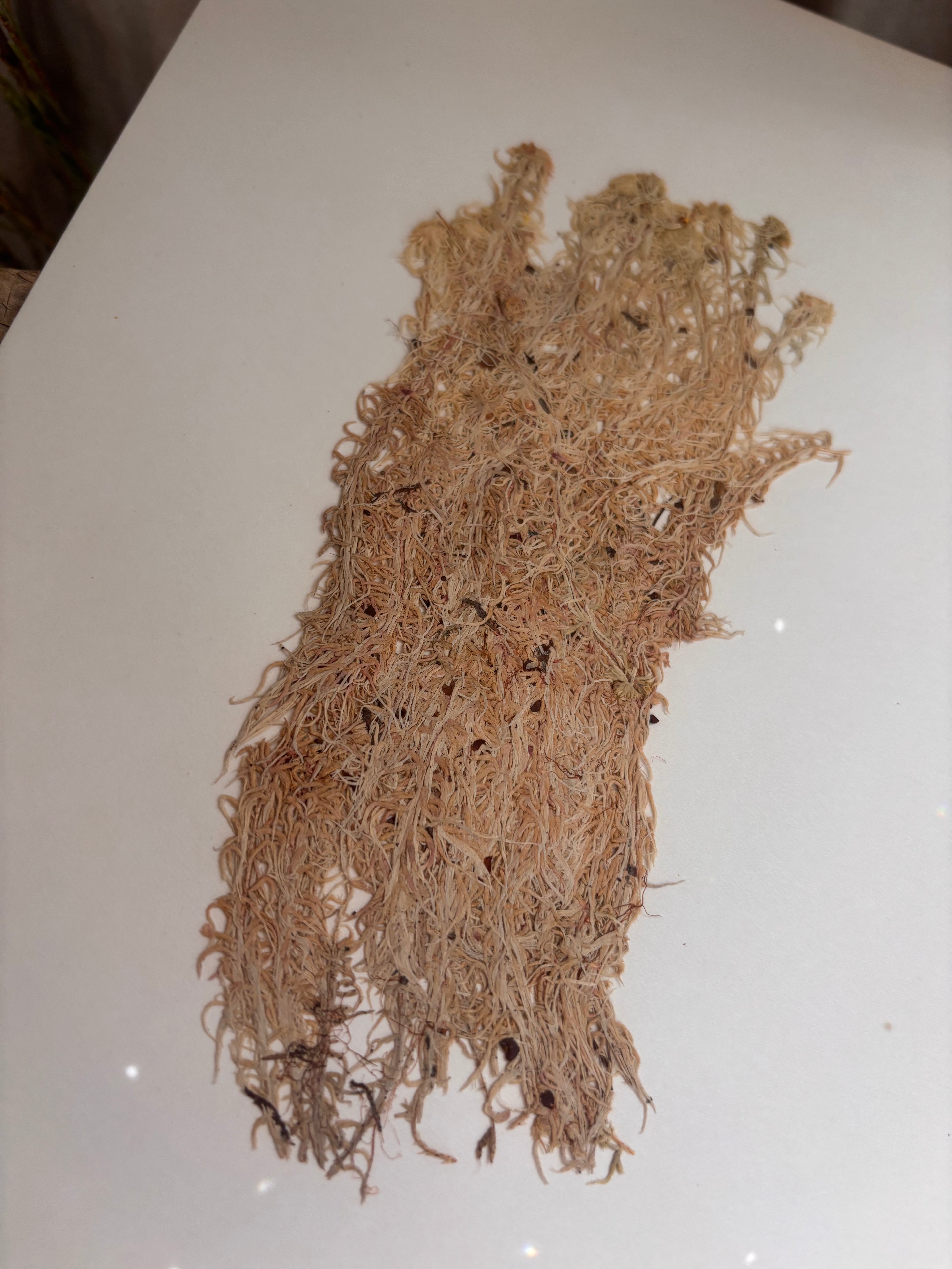 Vintage Pressed Swedish Herbarium D.6. Vitmossa (White Moss)