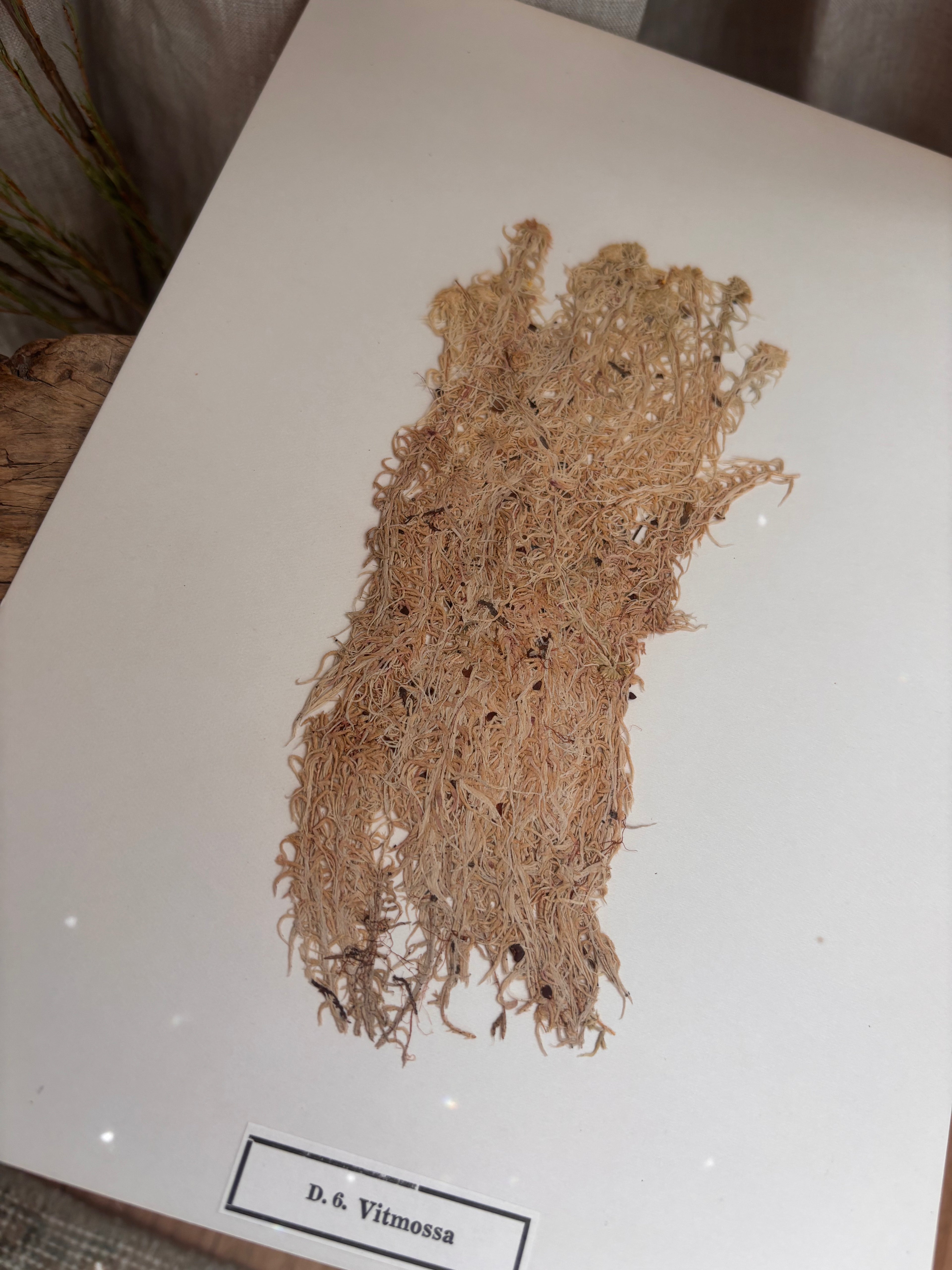 Vintage Pressed Swedish Herbarium D.6. Vitmossa (White Moss)