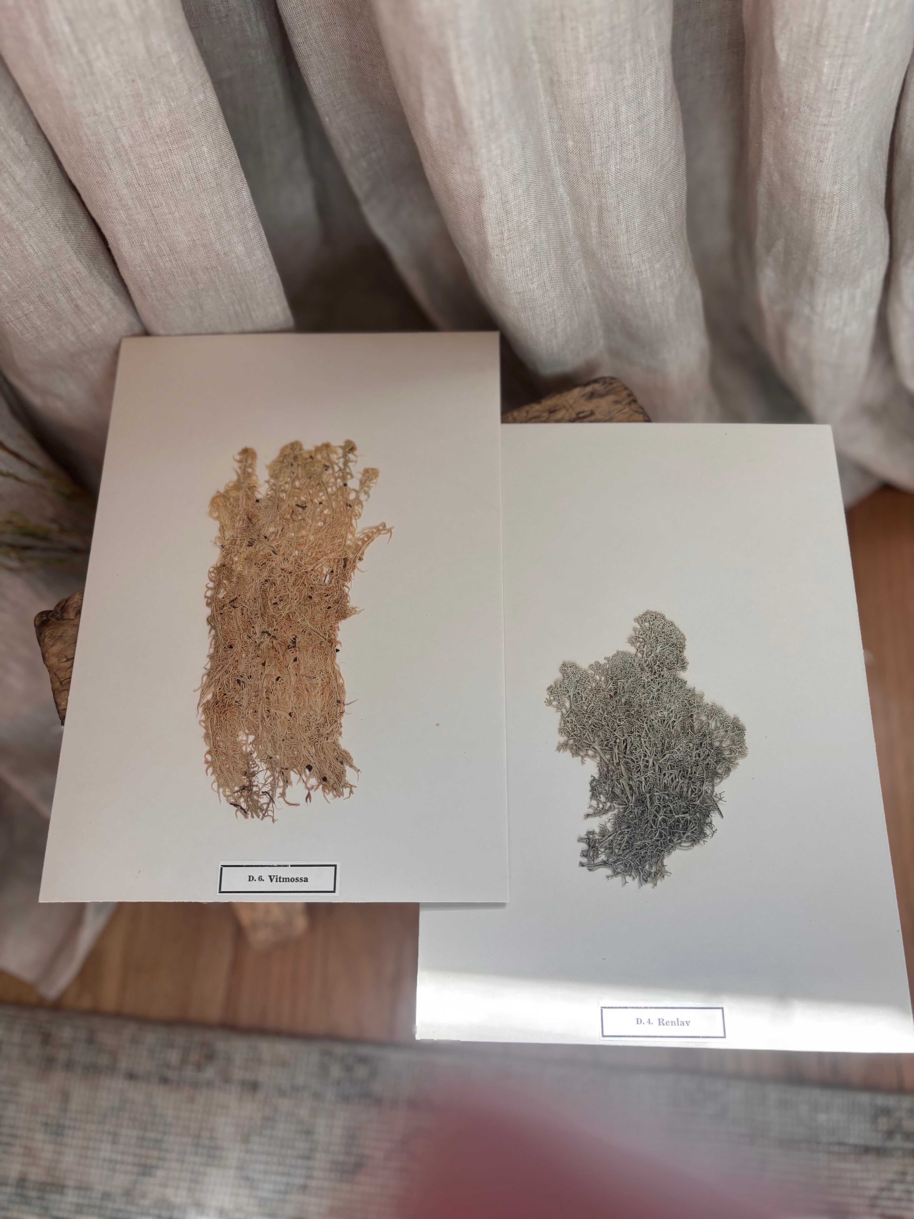Vintage Pressed Swedish Herbarium D.6. Vitmossa (White Moss)