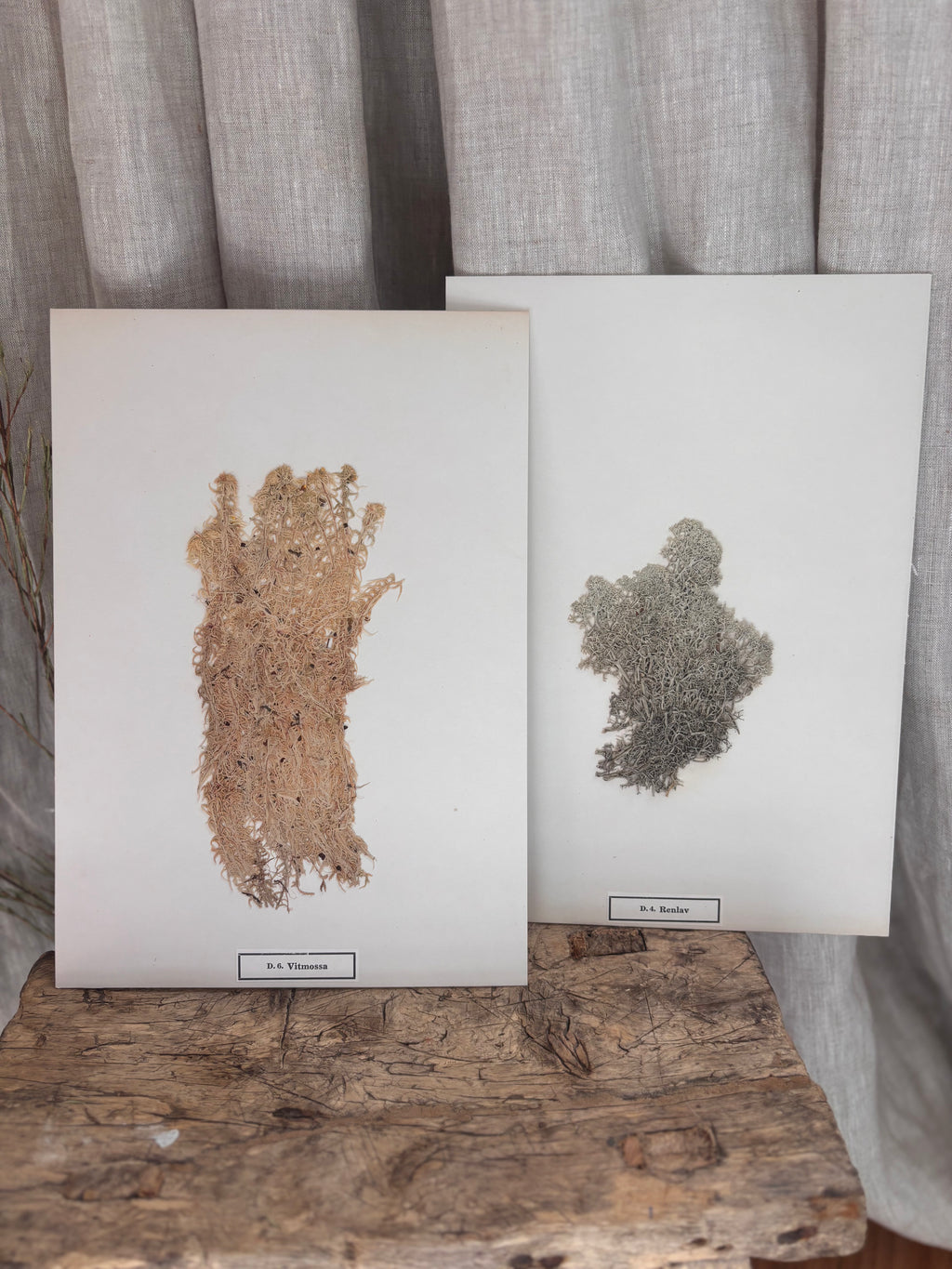 Vintage Pressed Swedish Herbarium D.6. Vitmossa (White Moss)