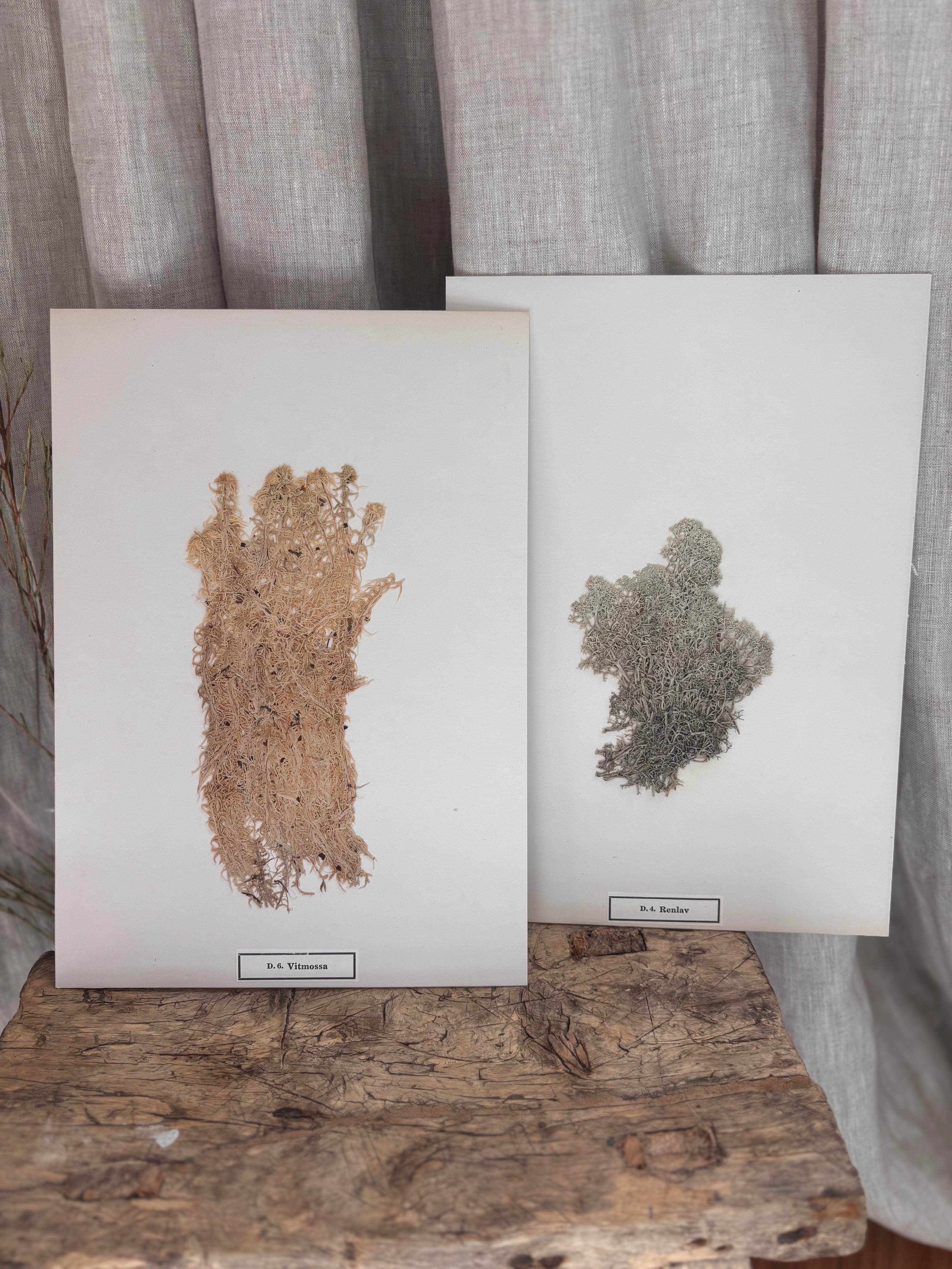 Vintage Pressed Swedish Herbarium D.6. Vitmossa (White Moss)