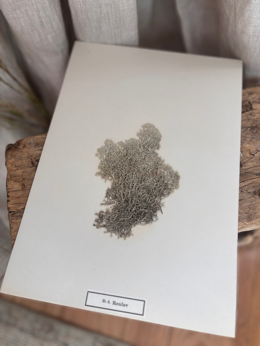 Vintage Pressed Swedish Herbarium D.4. Renlav (Reindeer Lichen)