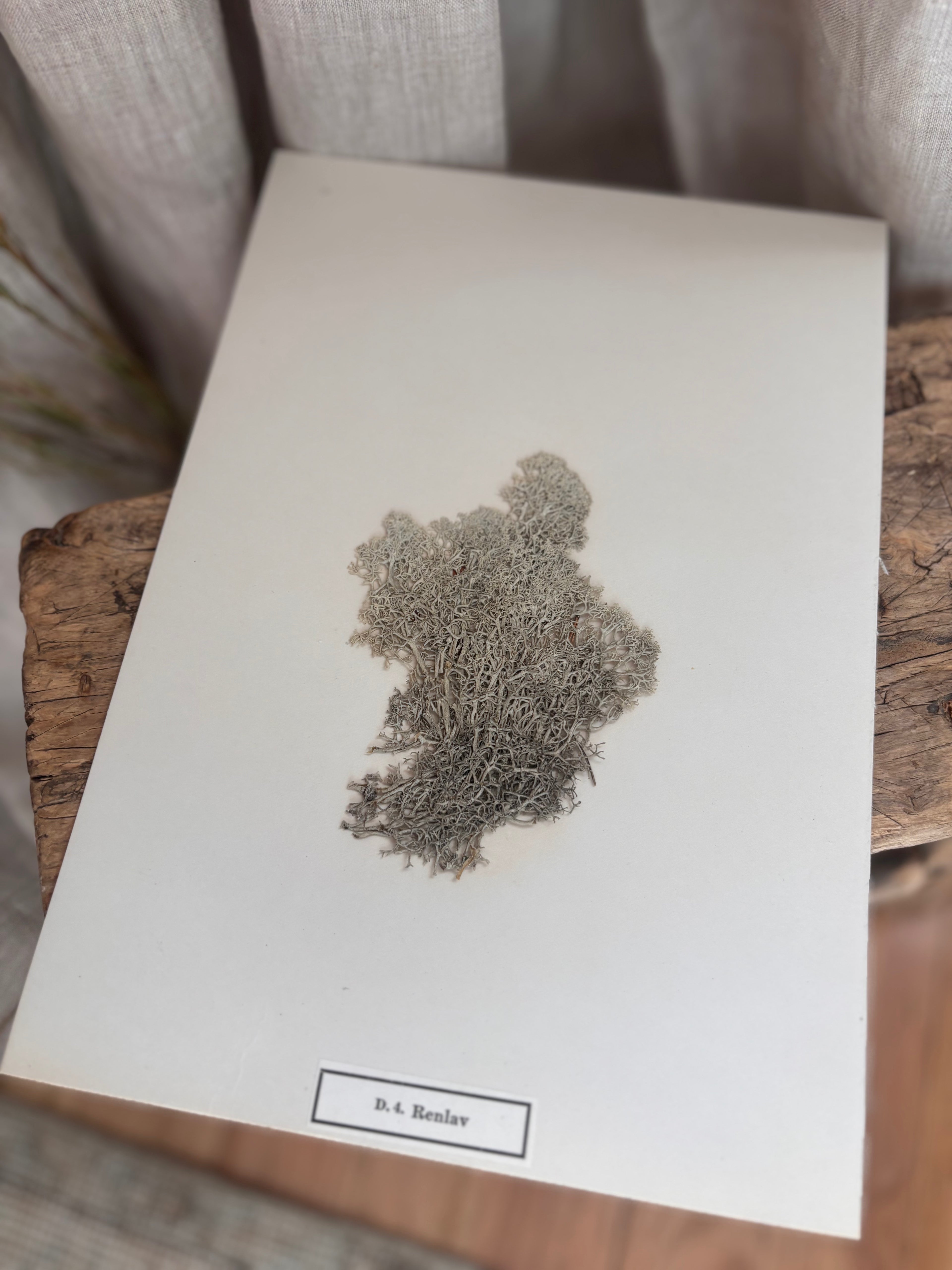 Vintage Pressed Swedish Herbarium D.4. Renlav (Reindeer Lichen)