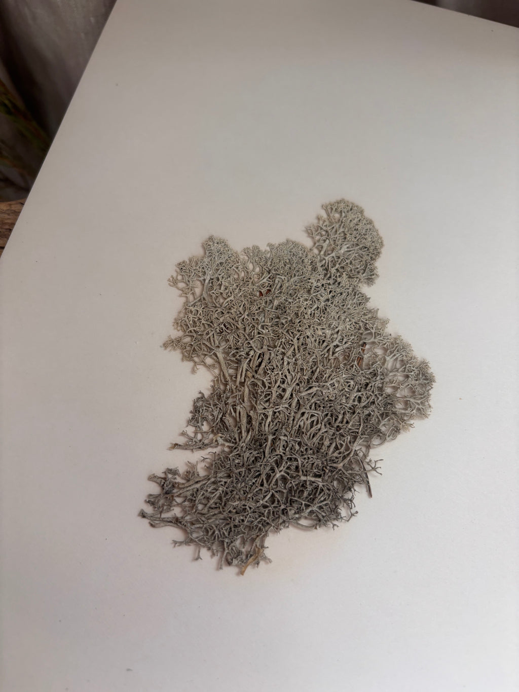 Vintage Pressed Swedish Herbarium D.4. Renlav (Reindeer Lichen)