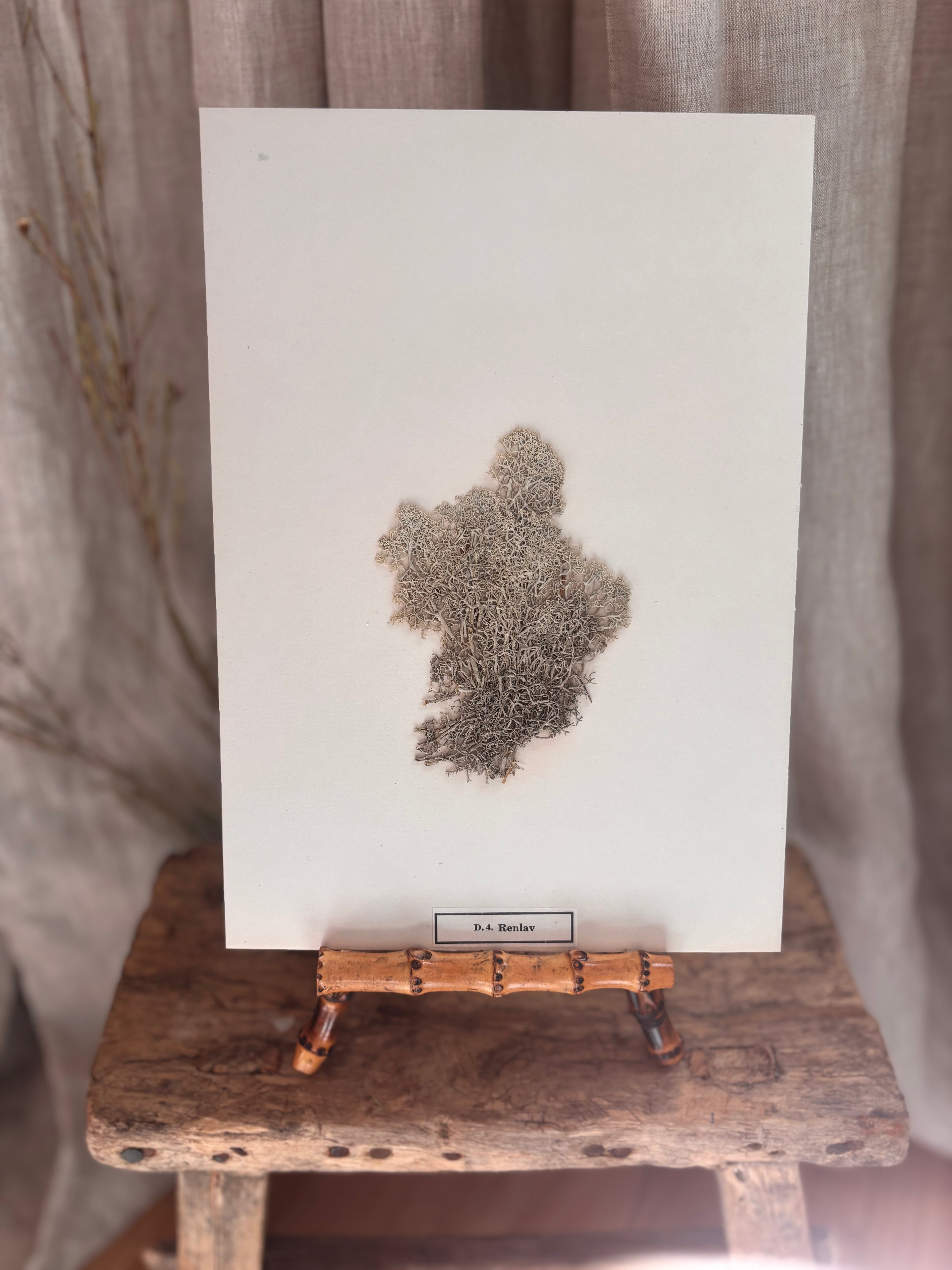 Vintage Pressed Swedish Herbarium D.4. Renlav (Reindeer Lichen)