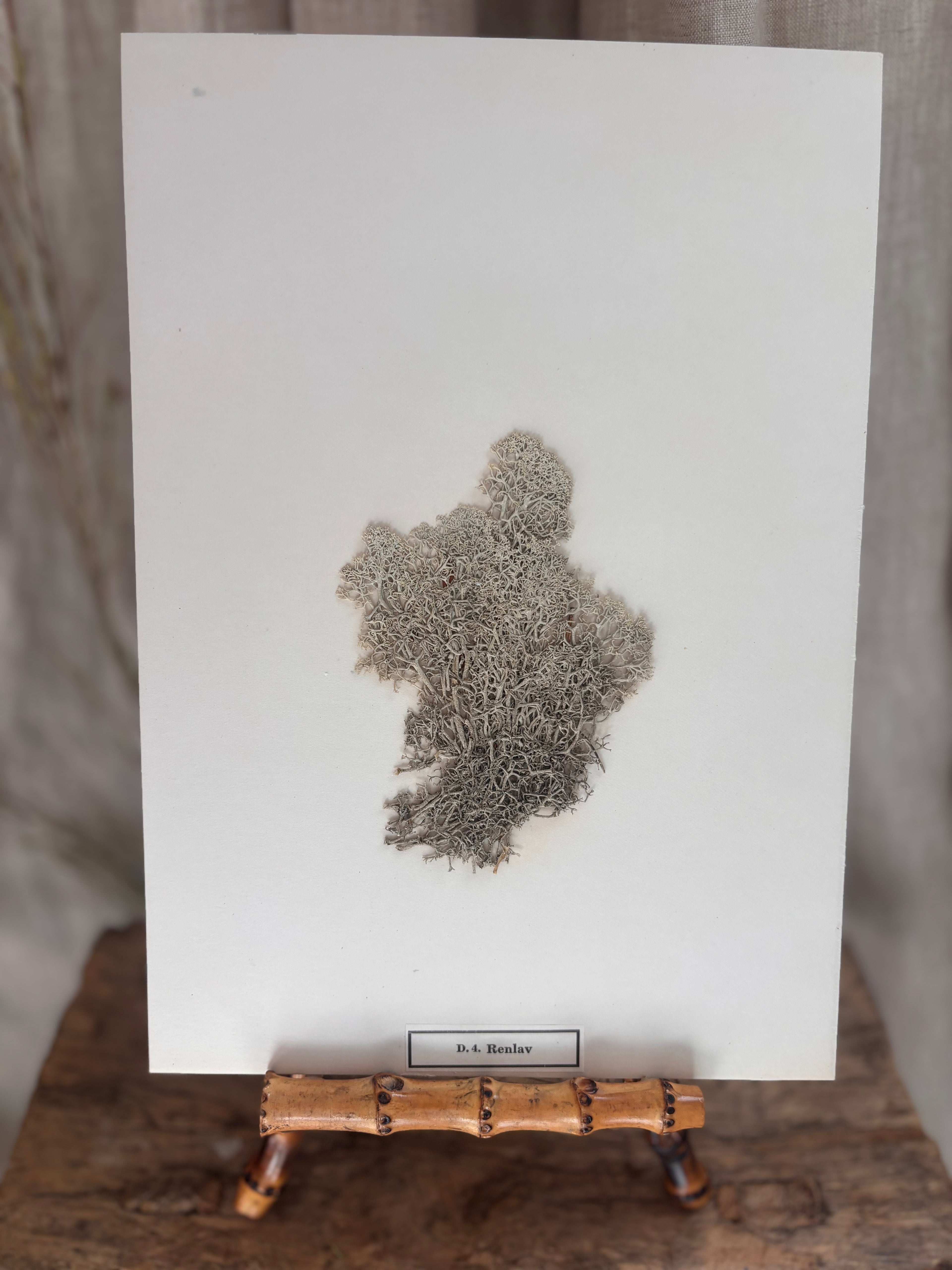 Vintage Pressed Swedish Herbarium D.4. Renlav (Reindeer Lichen)