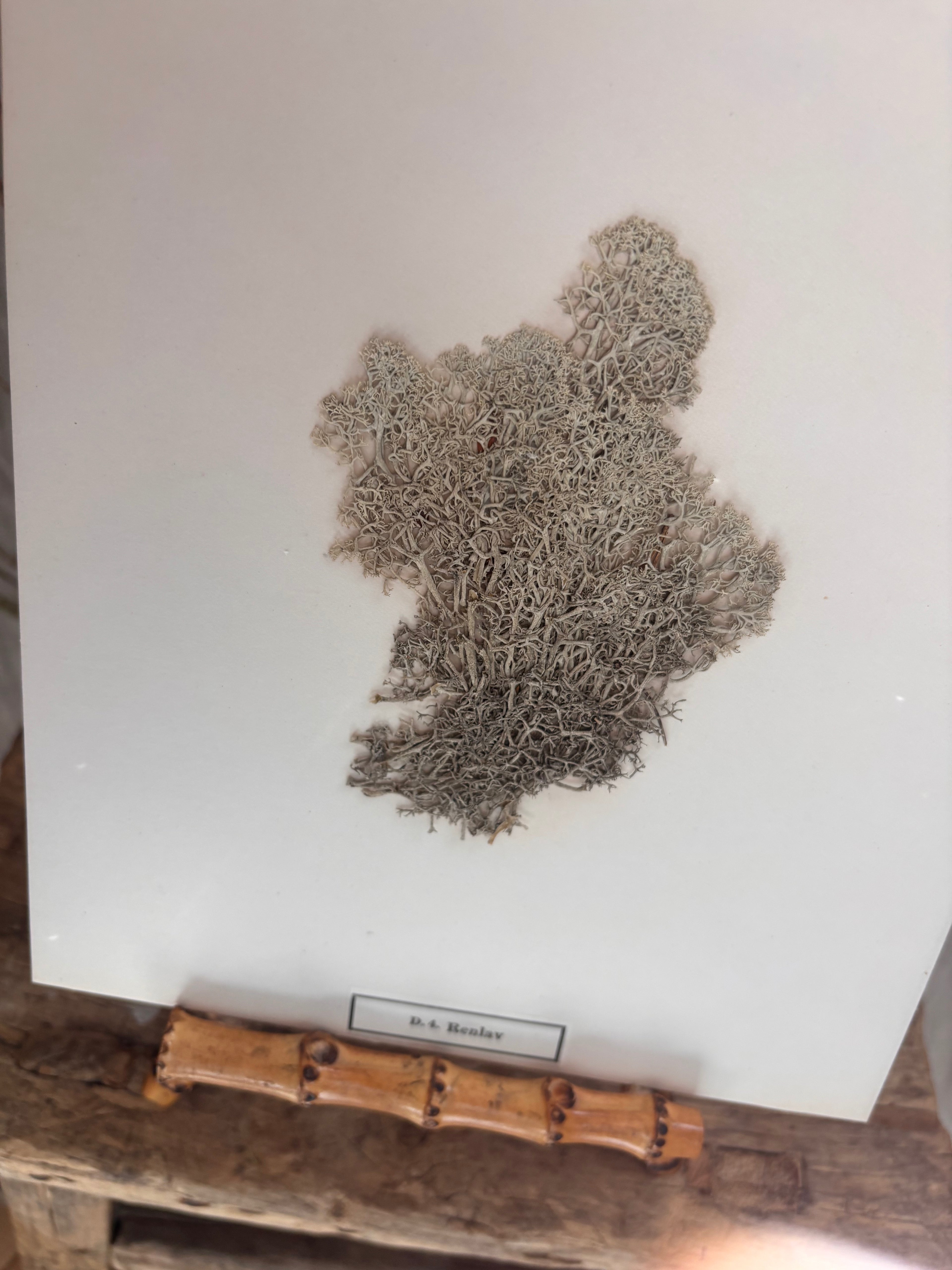 Vintage Pressed Swedish Herbarium D.4. Renlav (Reindeer Lichen)