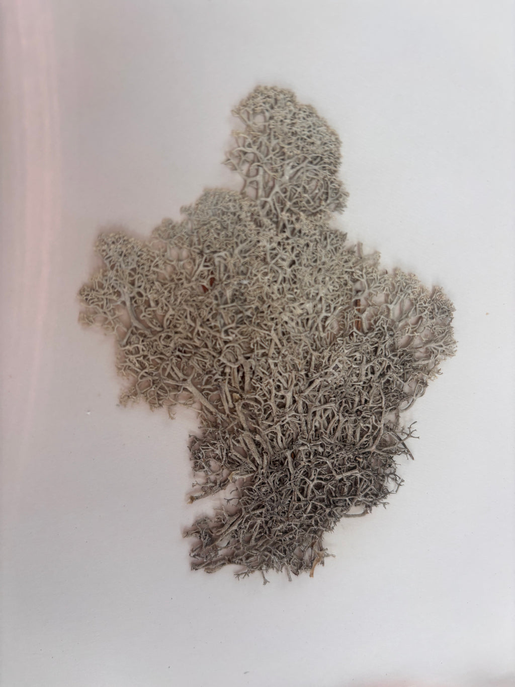 Vintage Pressed Swedish Herbarium D.4. Renlav (Reindeer Lichen)
