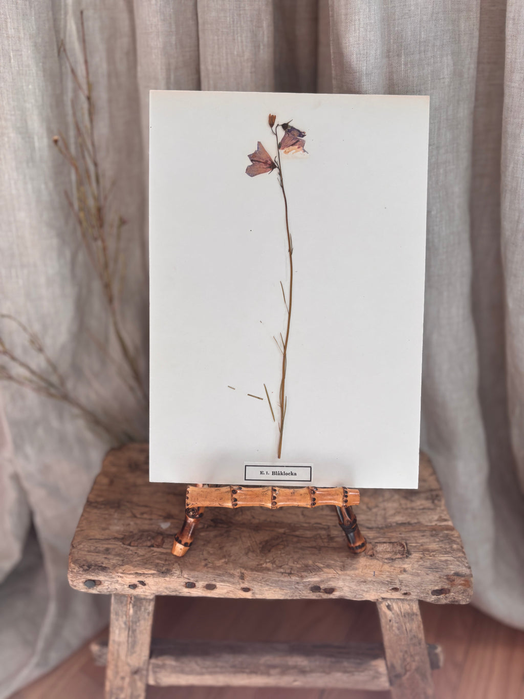 Vintage Pressed Swedish Herbarium E.1. Blåklocka (Harebell)