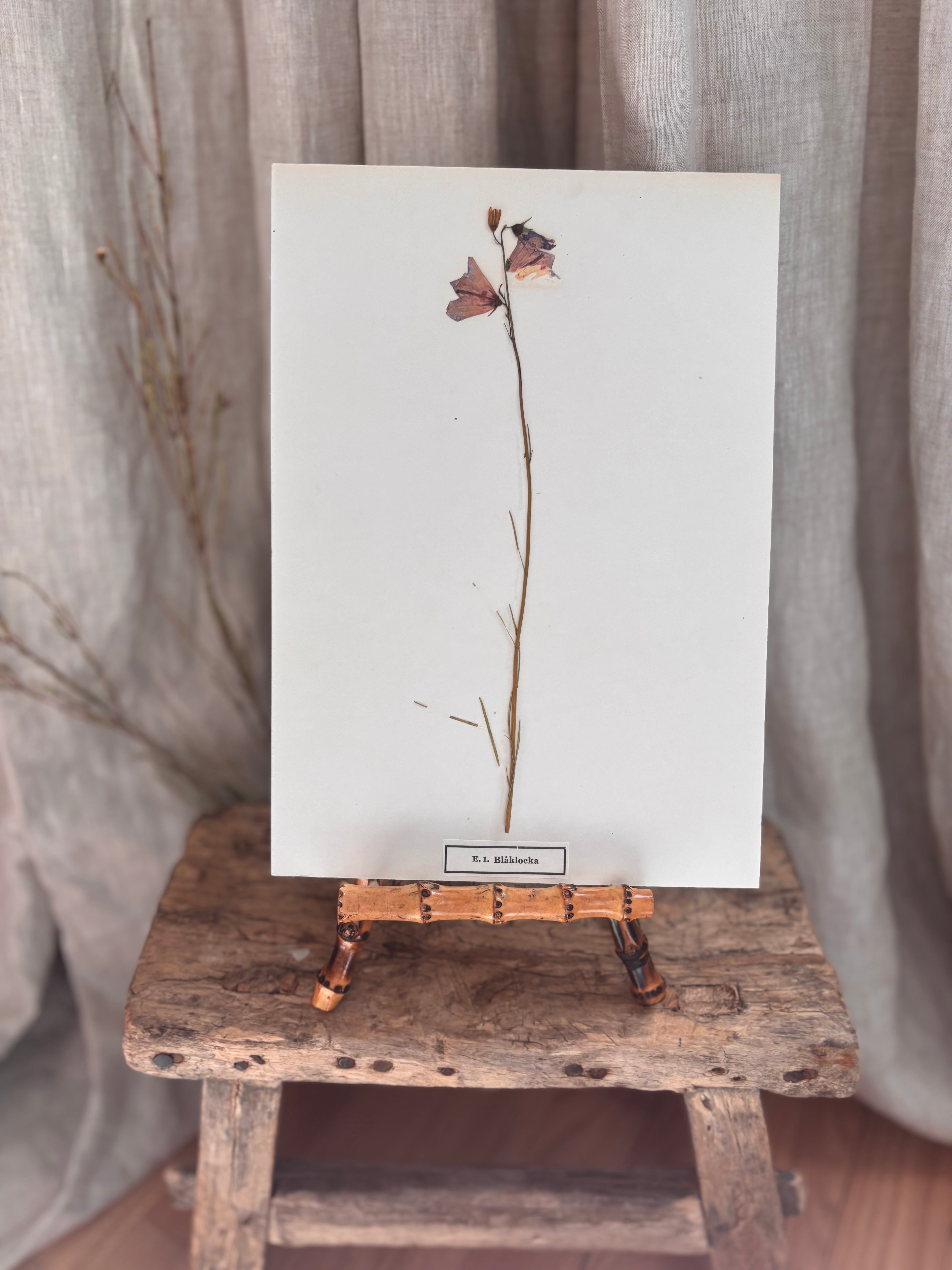 Vintage Pressed Swedish Herbarium E.1. Blåklocka (Harebell)