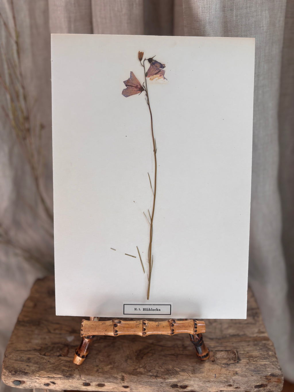 Vintage Pressed Swedish Herbarium E.1. Blåklocka (Harebell)