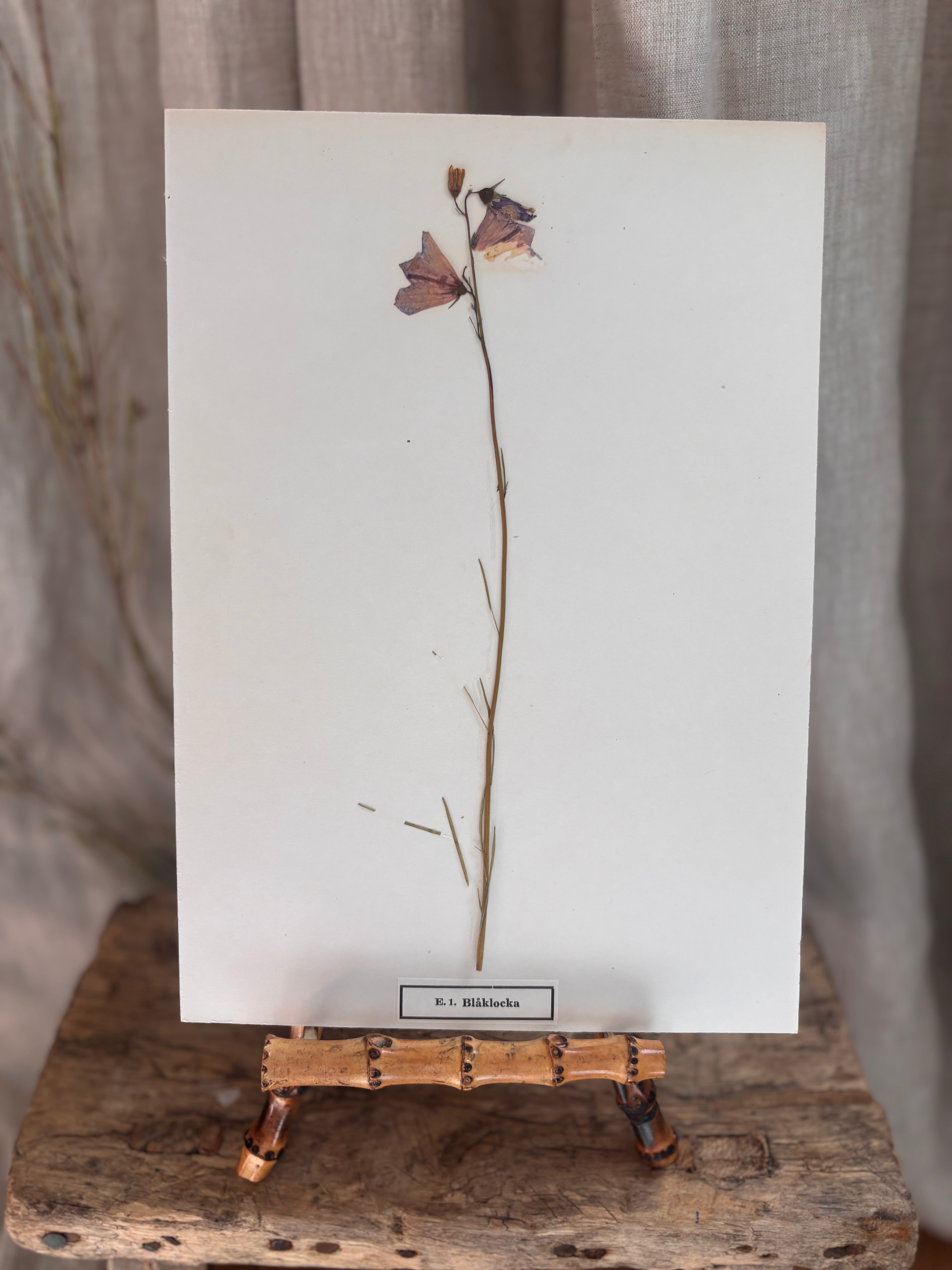 Vintage Pressed Swedish Herbarium E.1. Blåklocka (Harebell)
