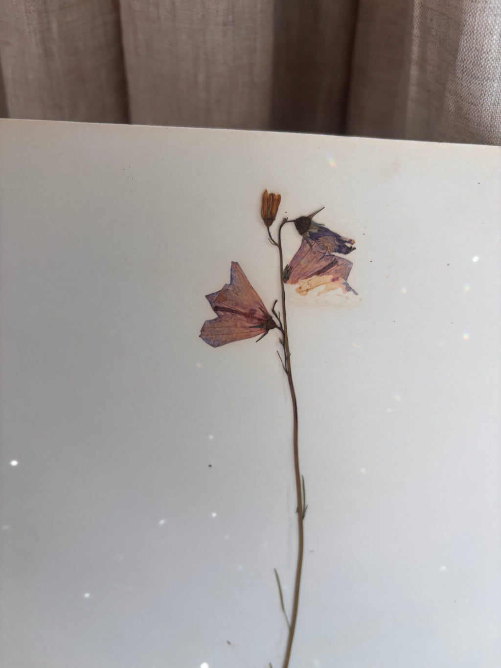 Vintage Pressed Swedish Herbarium E.1. Blåklocka (Harebell)