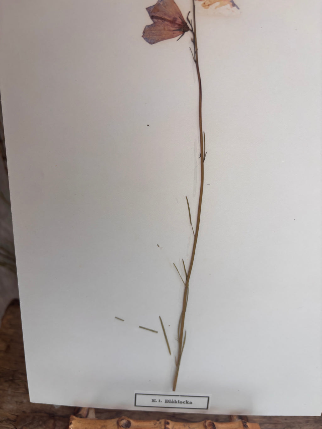 Vintage Pressed Swedish Herbarium E.1. Blåklocka (Harebell)