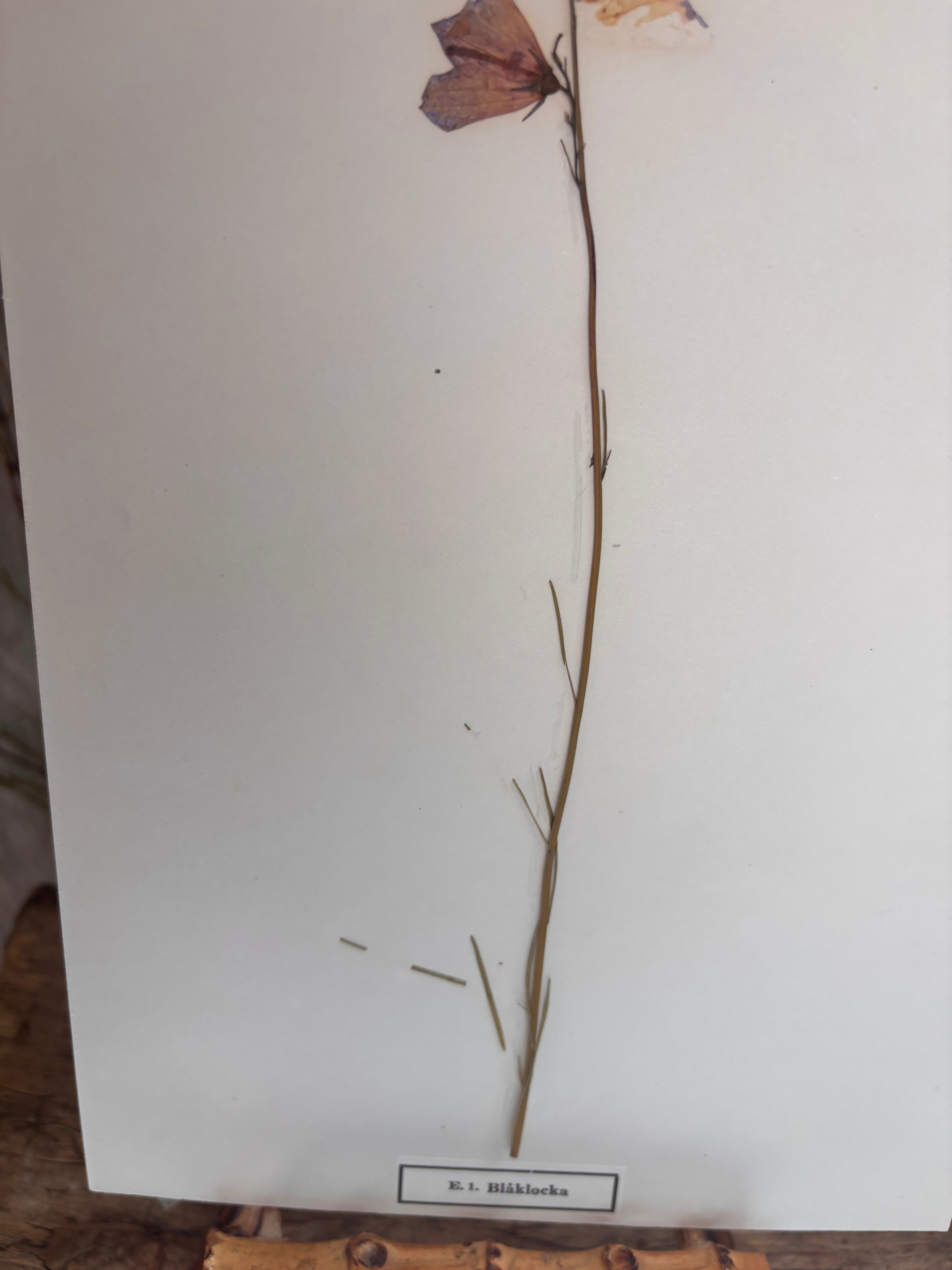 Vintage Pressed Swedish Herbarium E.1. Blåklocka (Harebell)