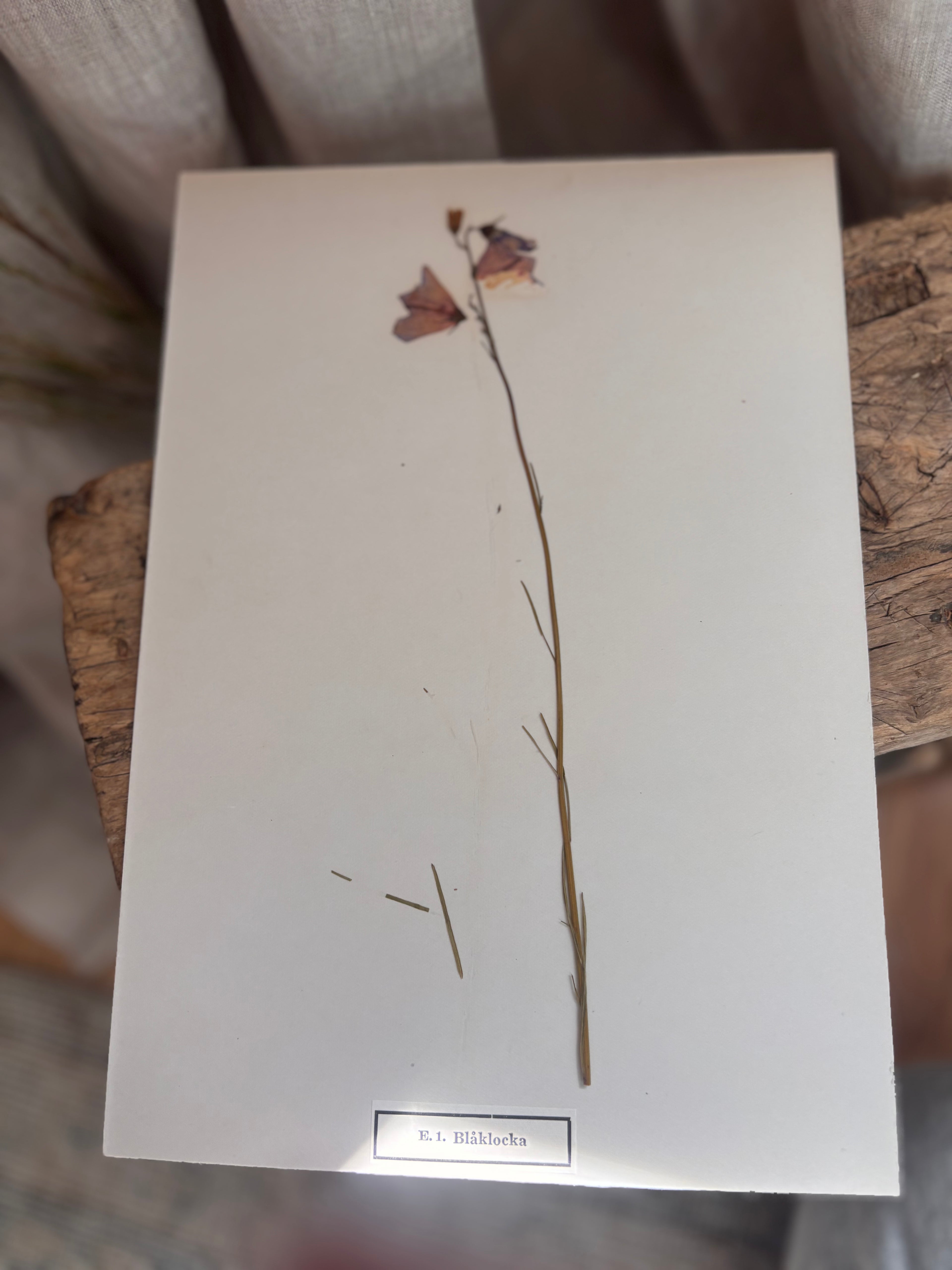 Vintage Pressed Swedish Herbarium E.1. Blåklocka (Harebell)