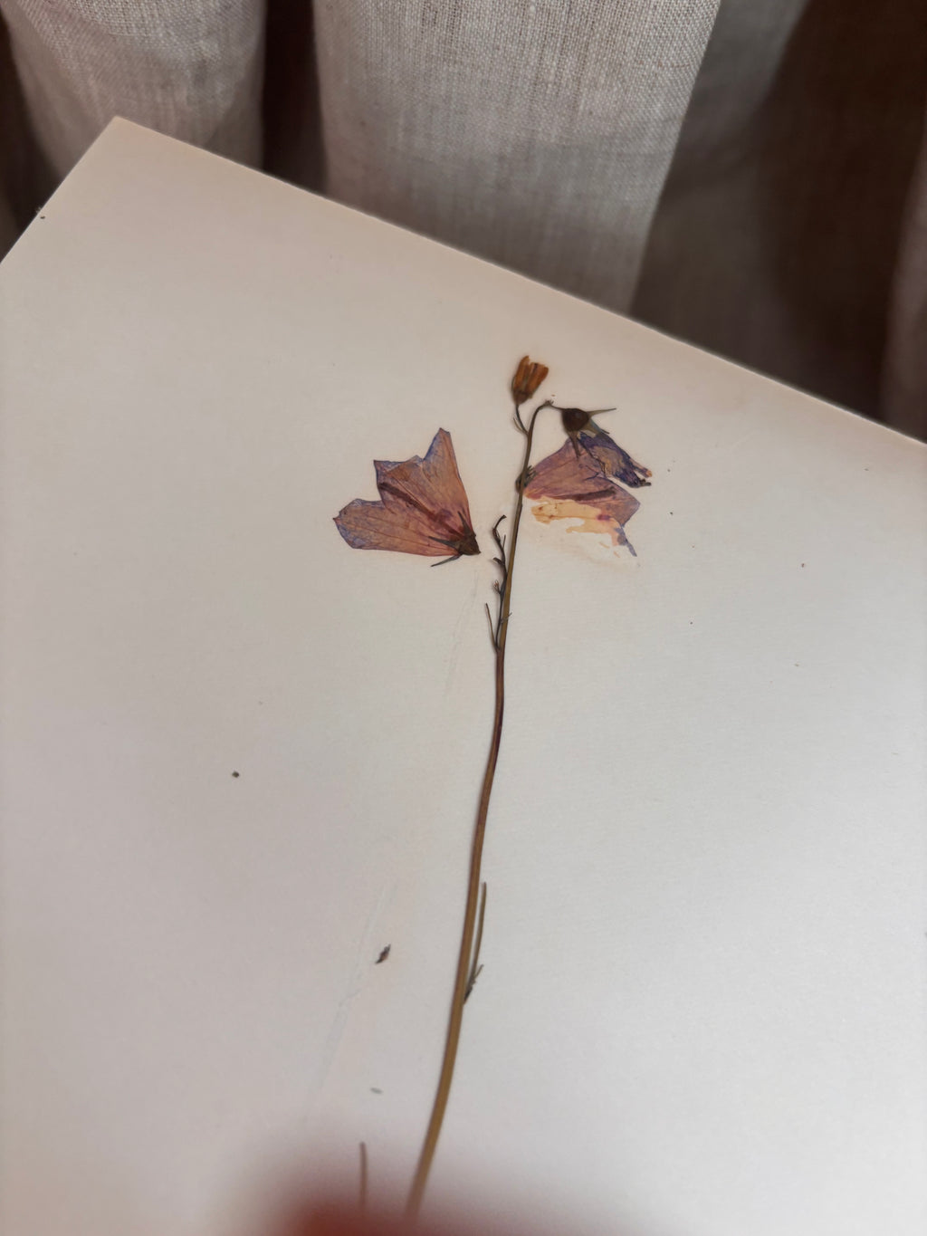 Vintage Pressed Swedish Herbarium E.1. Blåklocka (Harebell)