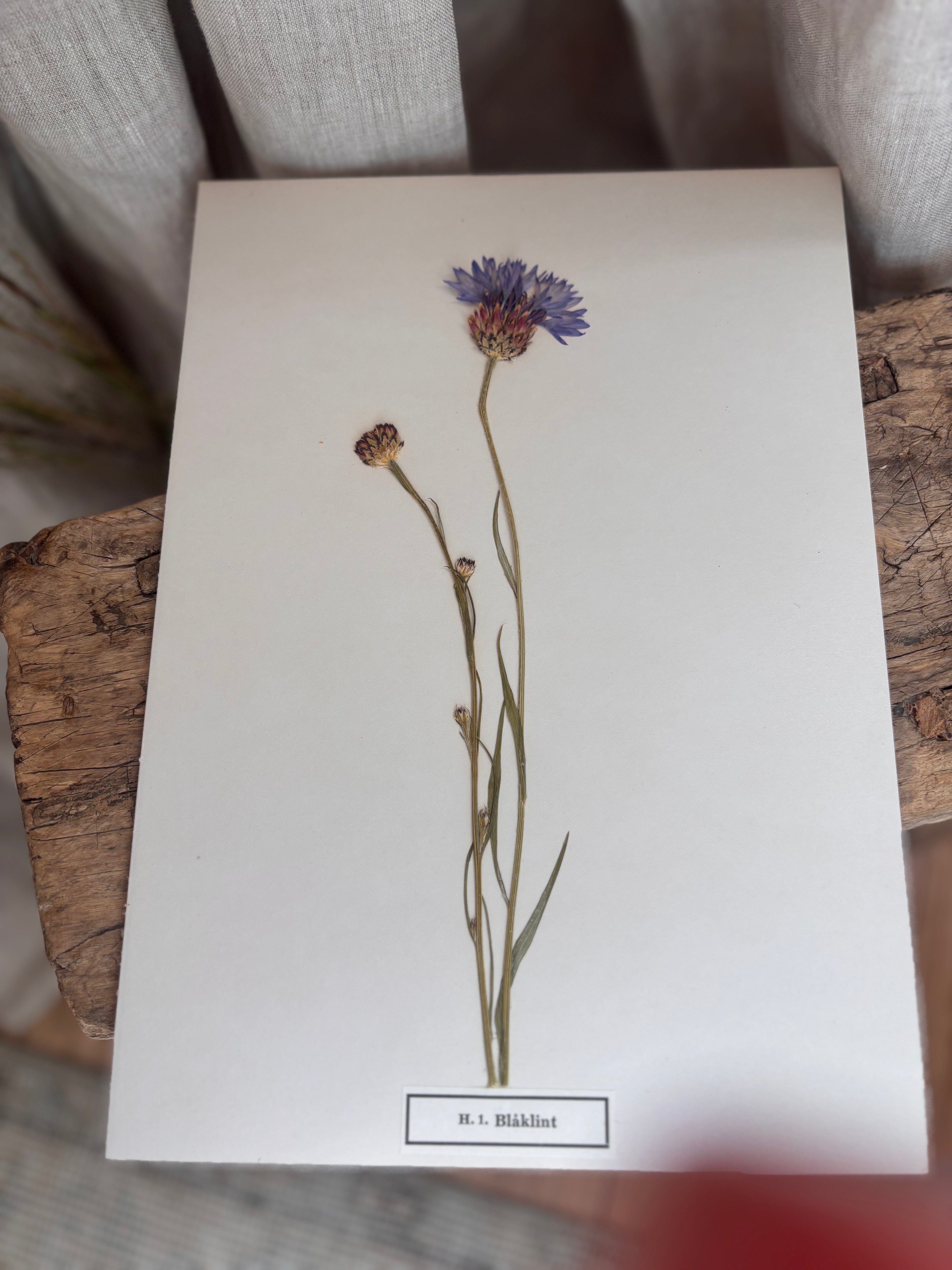 Vintage Pressed Swedish Herbarium H.1. Blåklint (Cornflower)