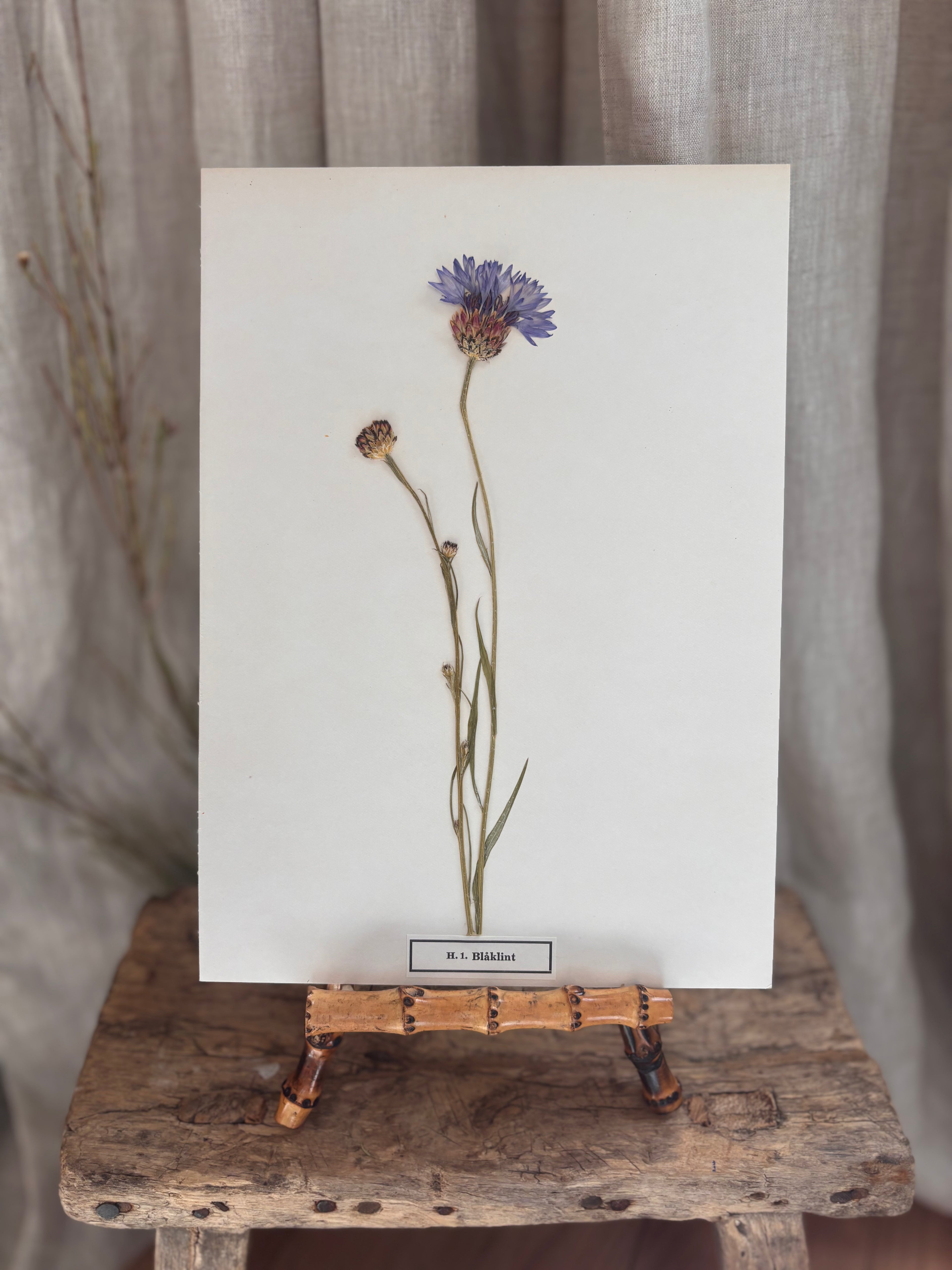 Vintage Pressed Swedish Herbarium H.1. Blåklint (Cornflower)