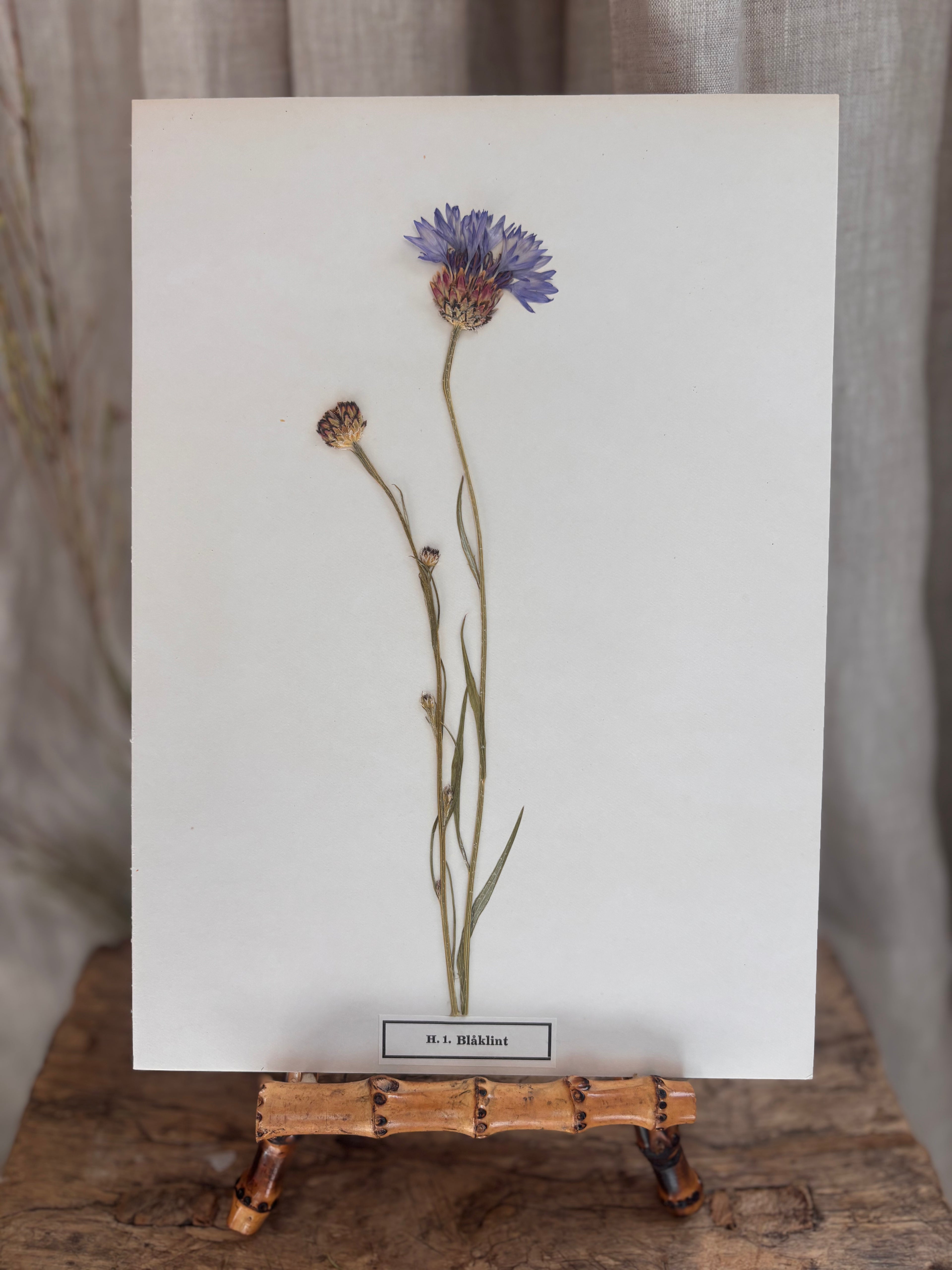 Vintage Pressed Swedish Herbarium H.1. Blåklint (Cornflower)