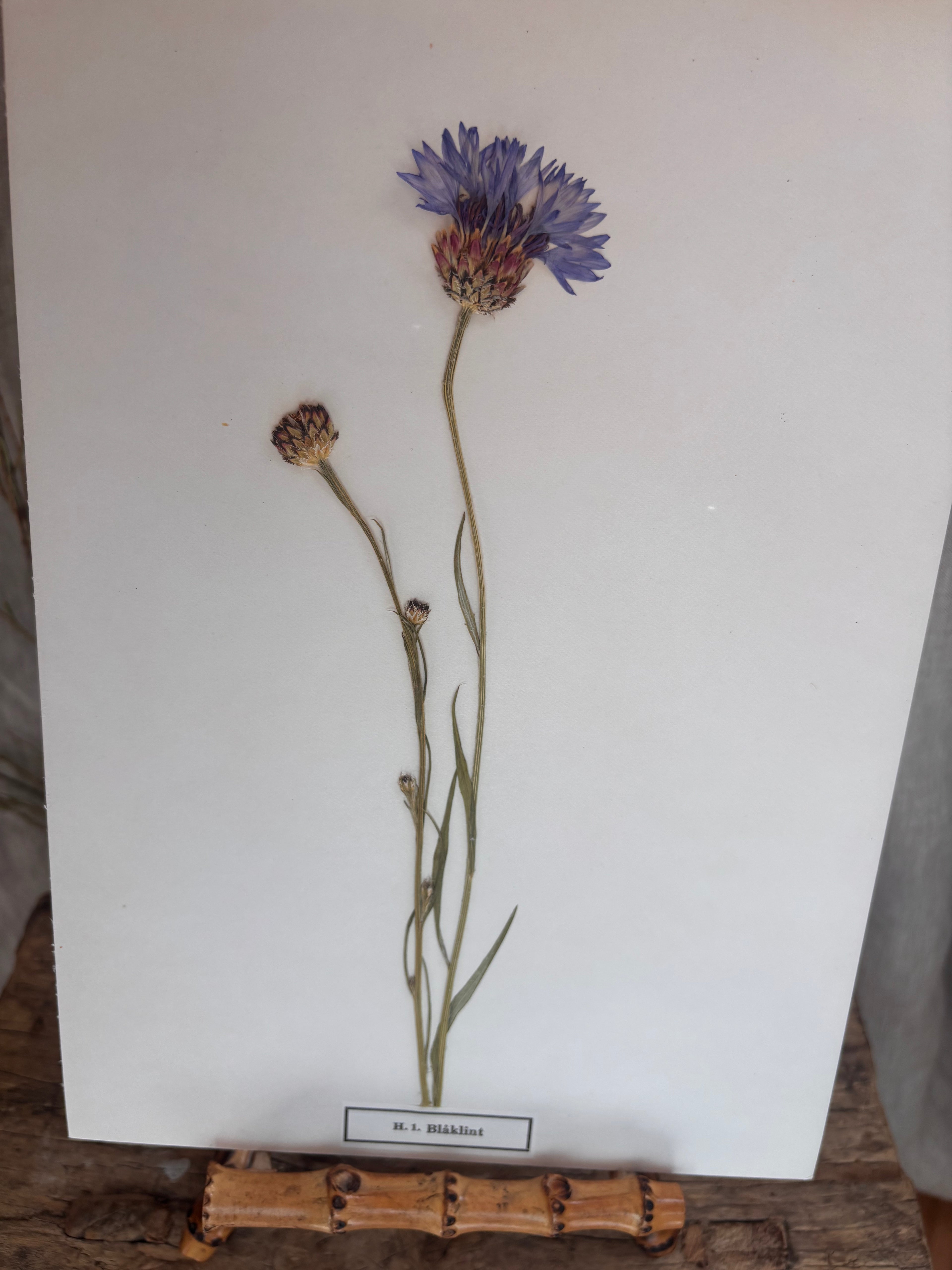 Vintage Pressed Swedish Herbarium H.1. Blåklint (Cornflower)