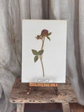 Vintage Pressed Swedish Herbarium B.5. Rödklöver (Red Clover)