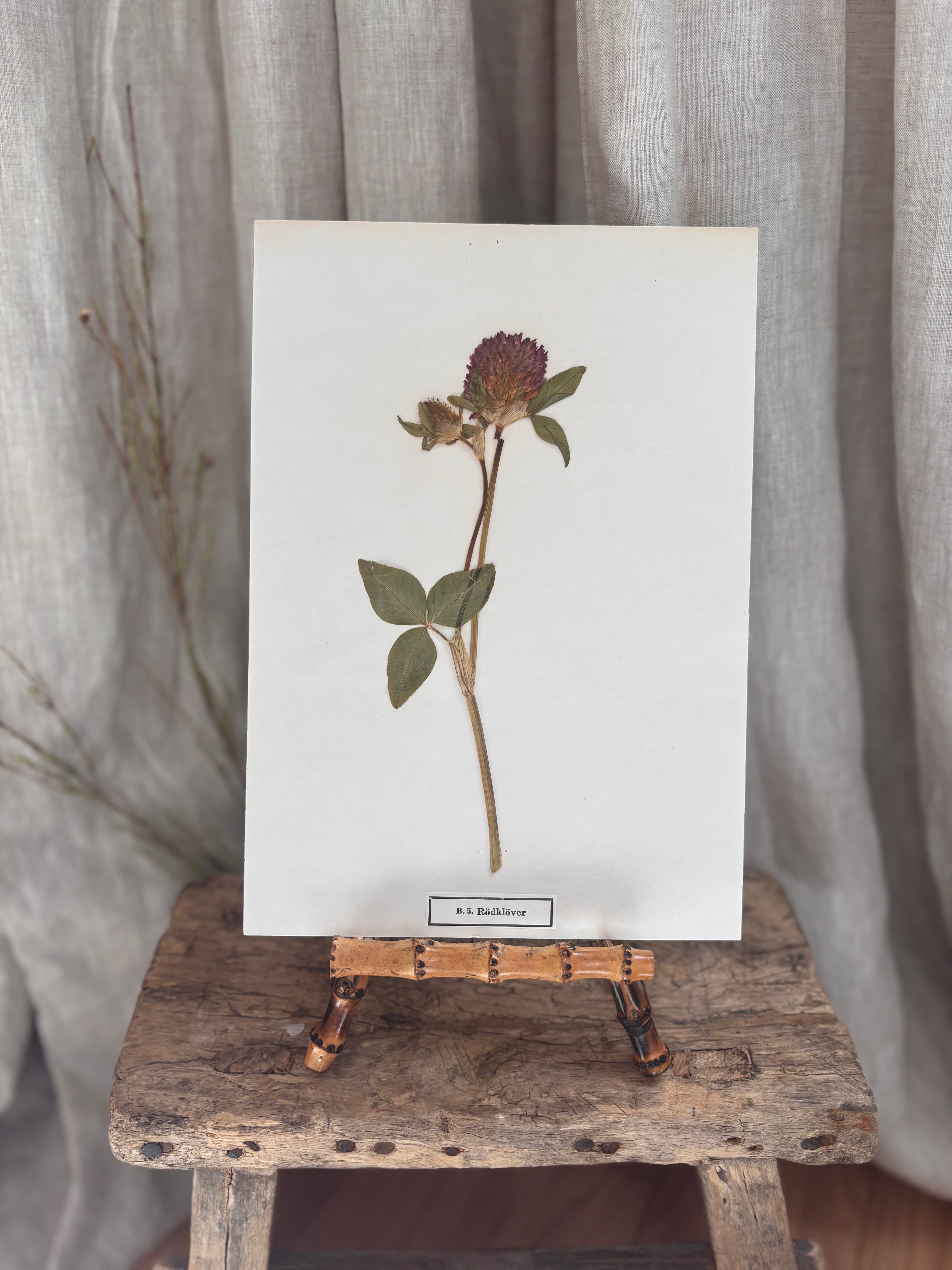 Vintage Pressed Swedish Herbarium B.5. Rödklöver (Red Clover)