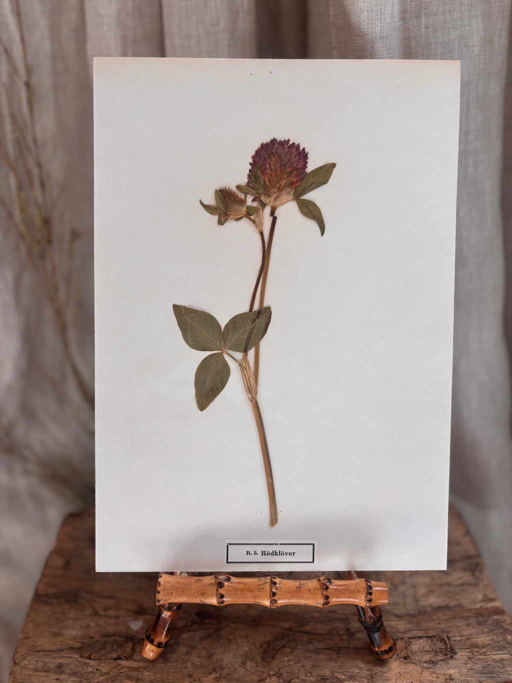 Vintage Pressed Swedish Herbarium B.5. Rödklöver (Red Clover)