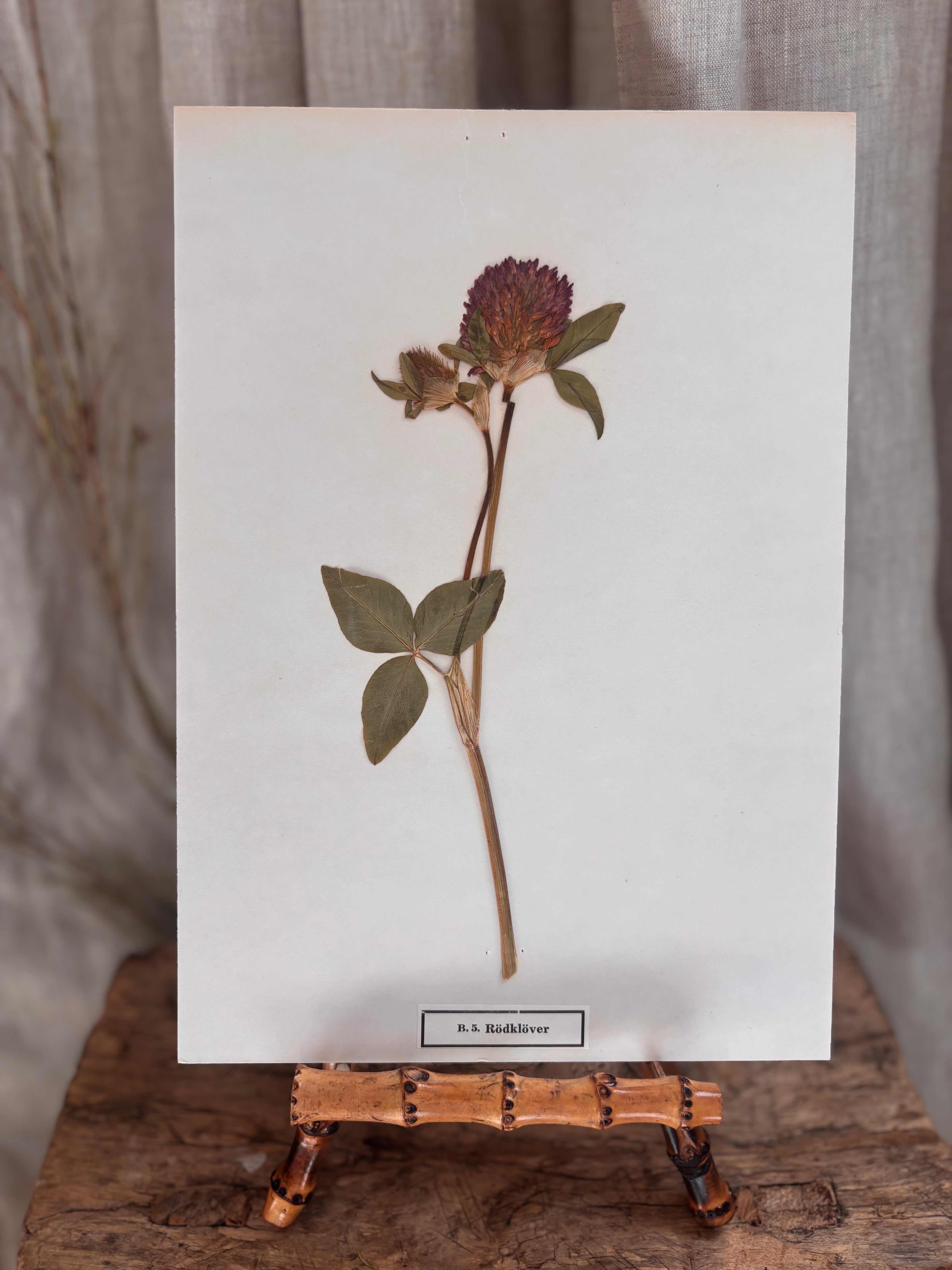 Vintage Pressed Swedish Herbarium B.5. Rödklöver (Red Clover)