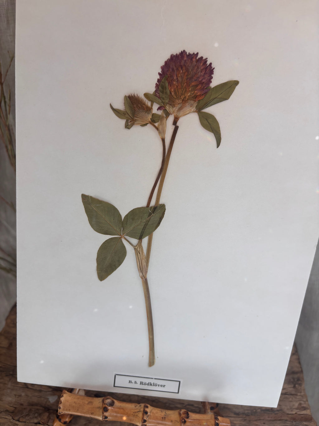 Vintage Pressed Swedish Herbarium B.5. Rödklöver (Red Clover)