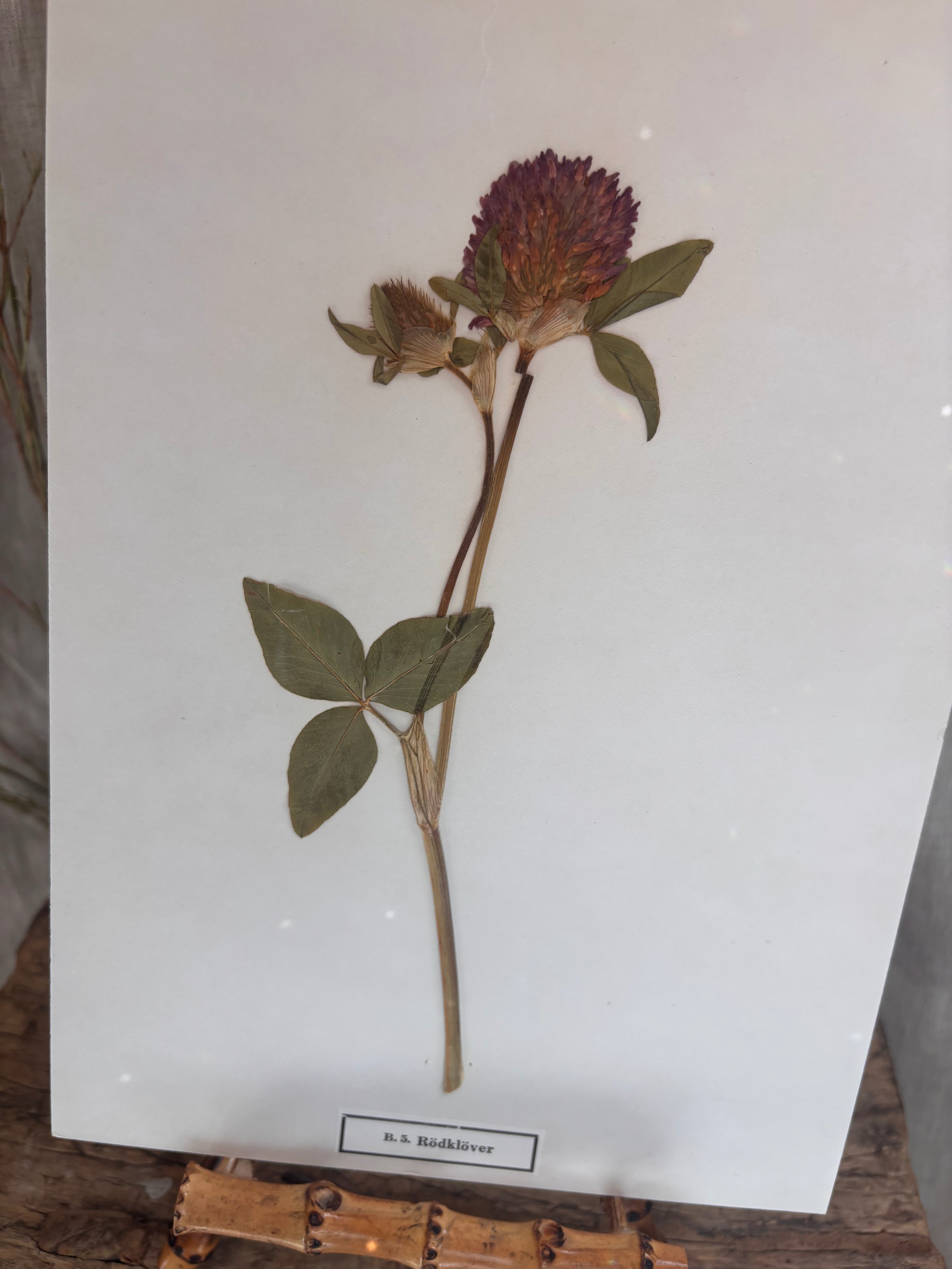 Vintage Pressed Swedish Herbarium B.5. Rödklöver (Red Clover)