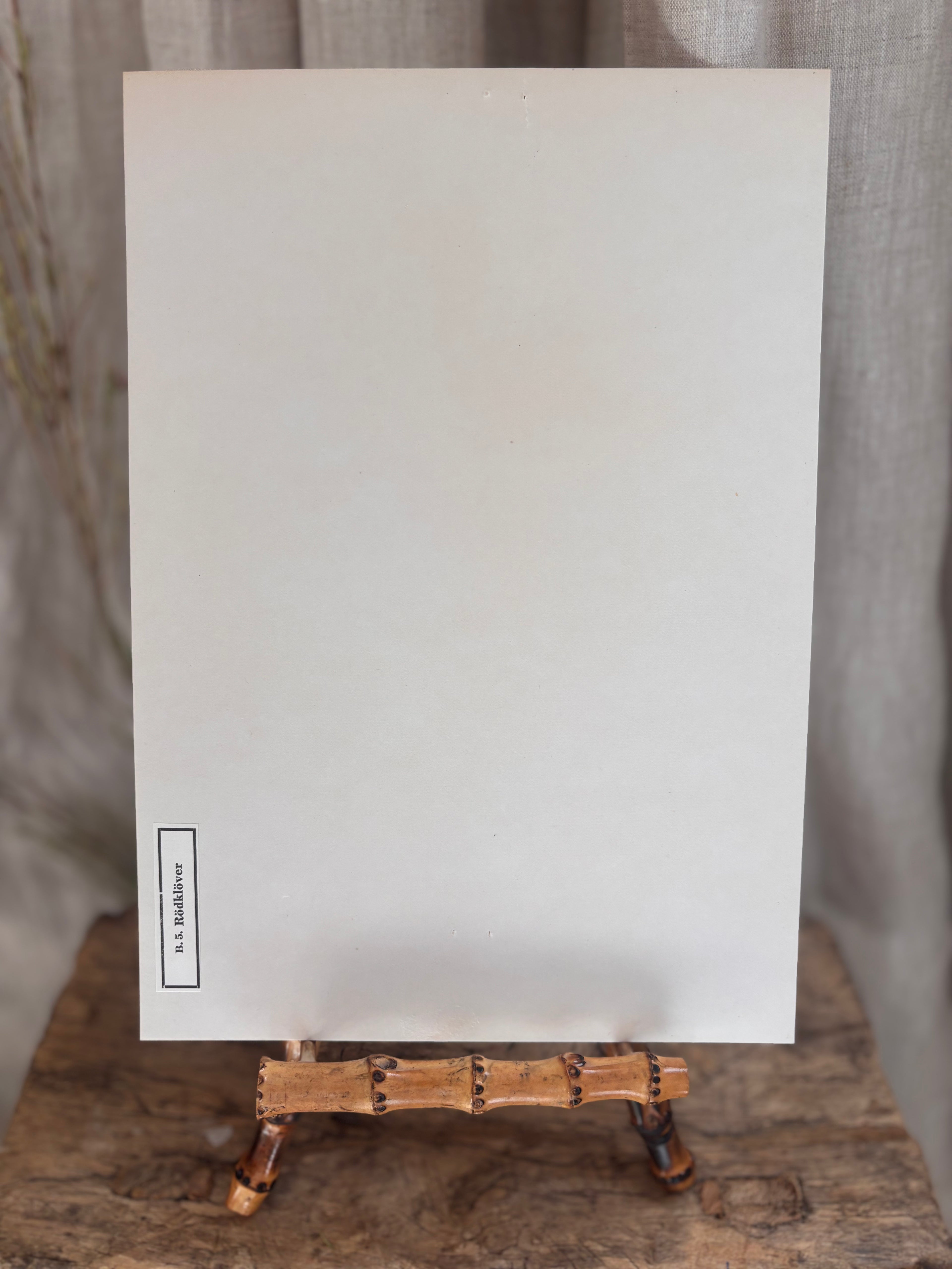 Vintage Pressed Swedish Herbarium B.5. Rödklöver (Red Clover)