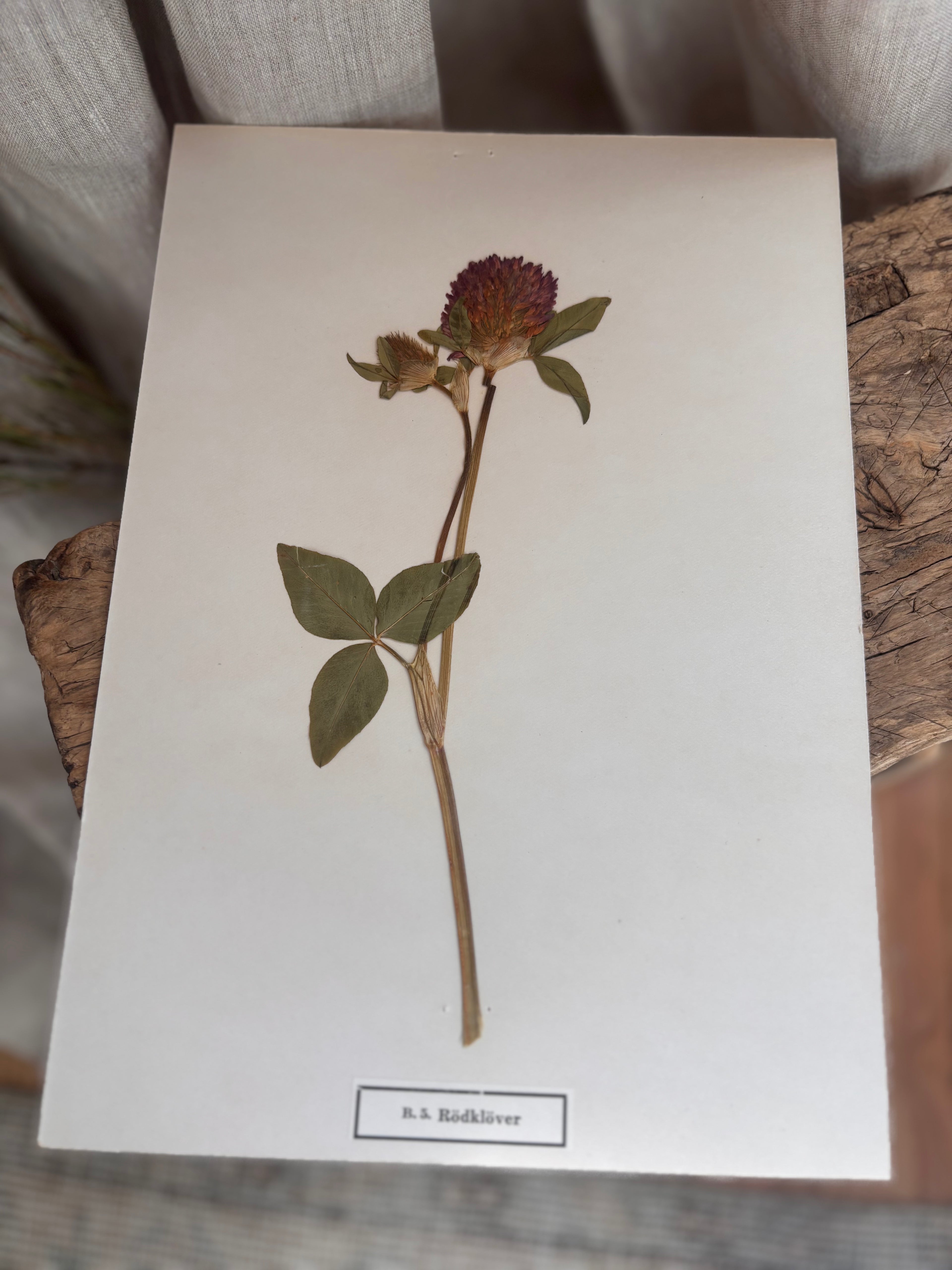 Vintage Pressed Swedish Herbarium B.5. Rödklöver (Red Clover)