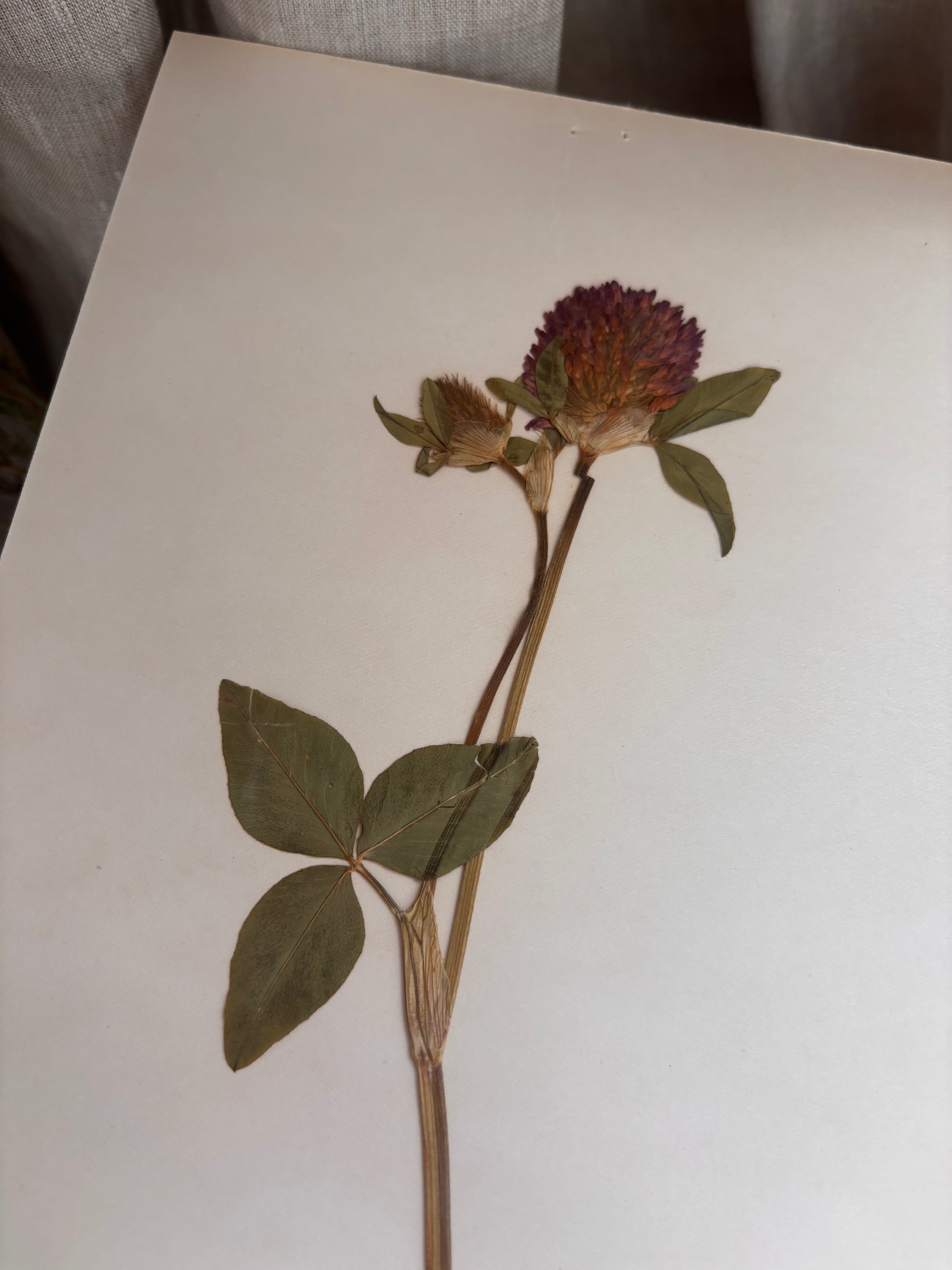 Vintage Pressed Swedish Herbarium B.5. Rödklöver (Red Clover)