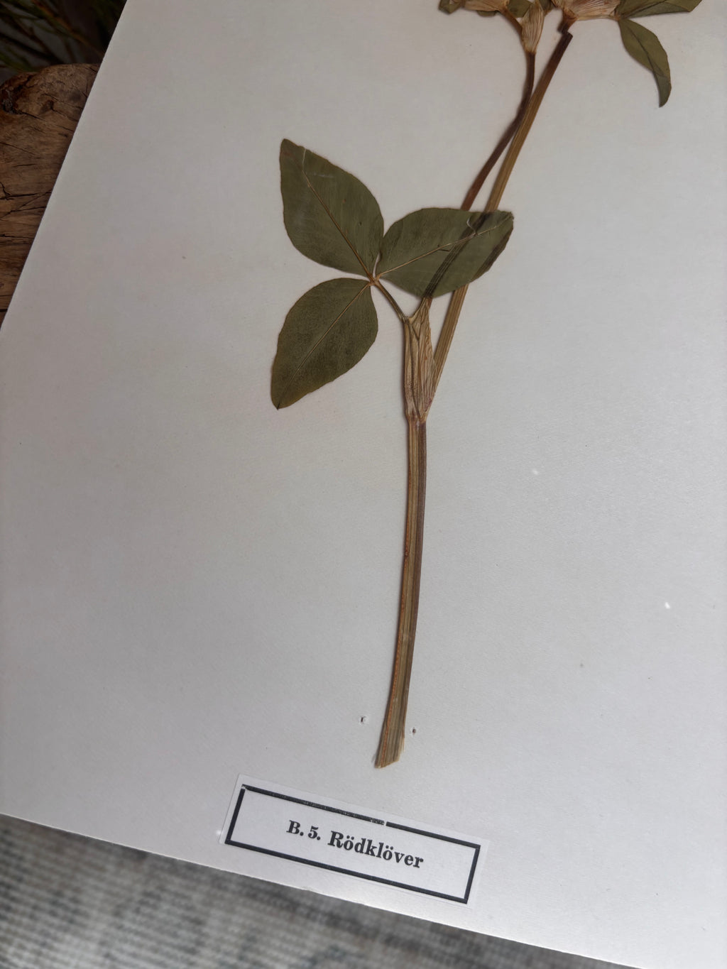 Vintage Pressed Swedish Herbarium B.5. Rödklöver (Red Clover)