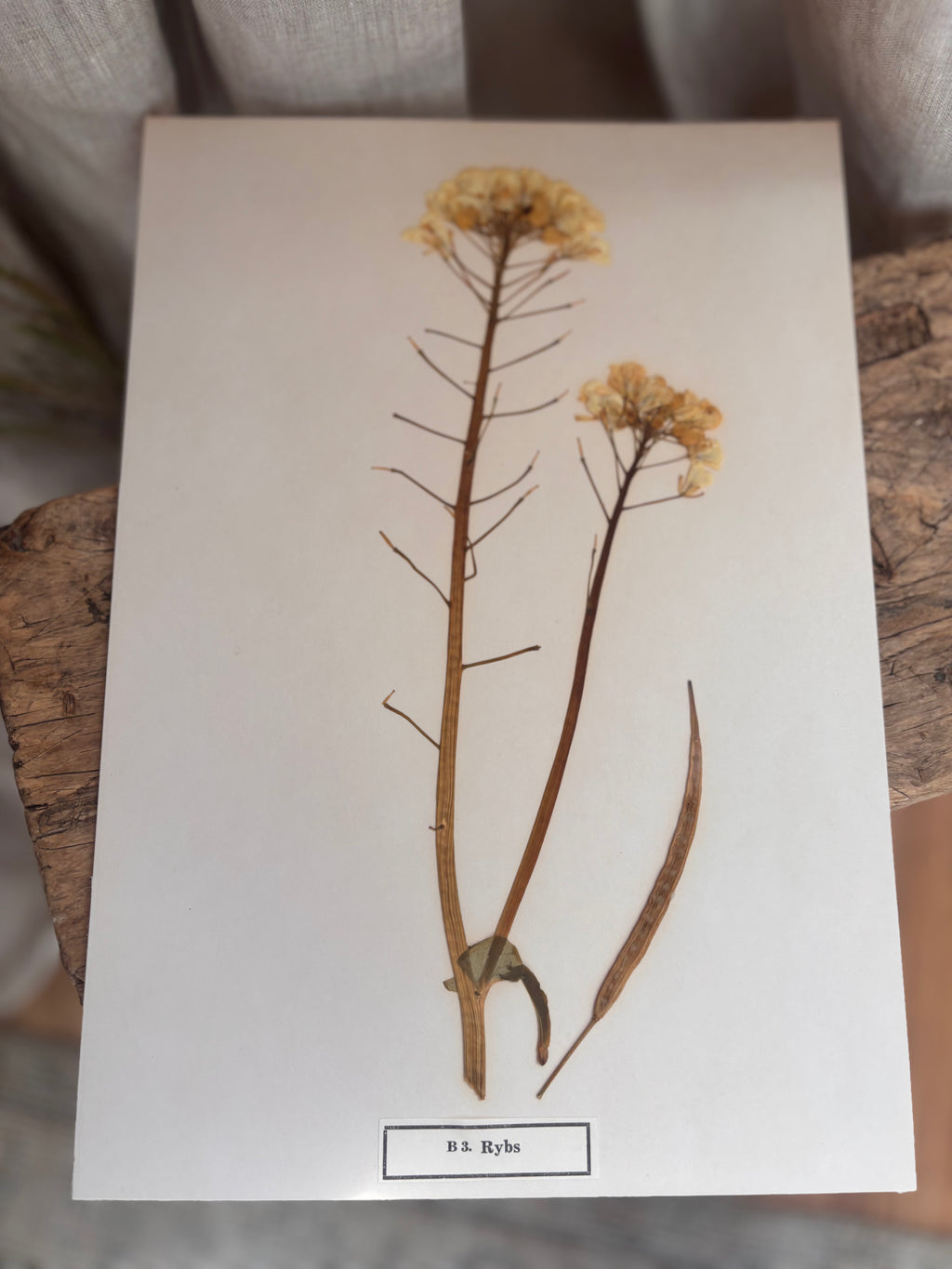 Vintage Pressed Swedish Herbarium B.3. Rybs (Turnip Rape)