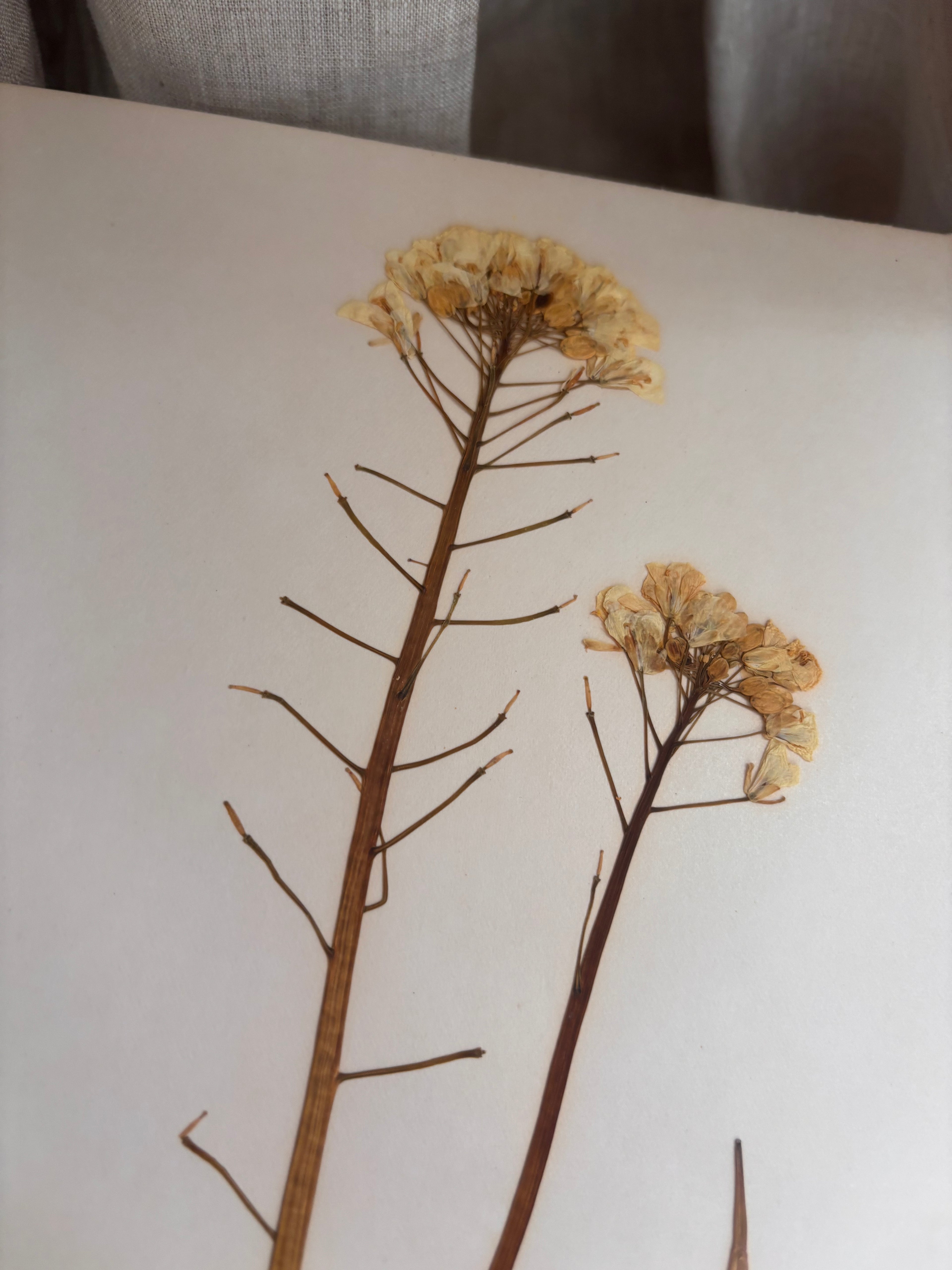 Vintage Pressed Swedish Herbarium B.3. Rybs (Turnip Rape)