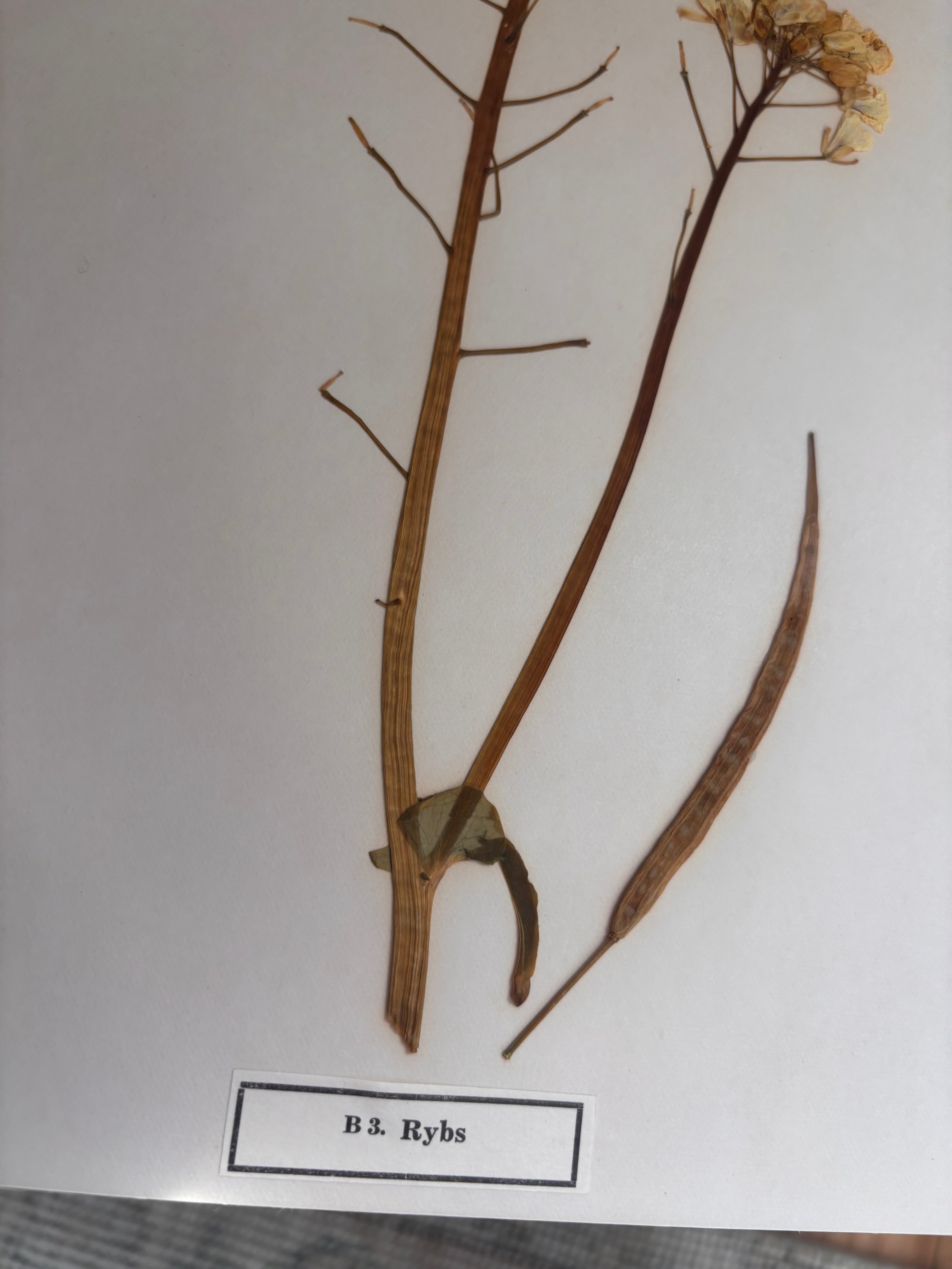 Vintage Pressed Swedish Herbarium B.3. Rybs (Turnip Rape)