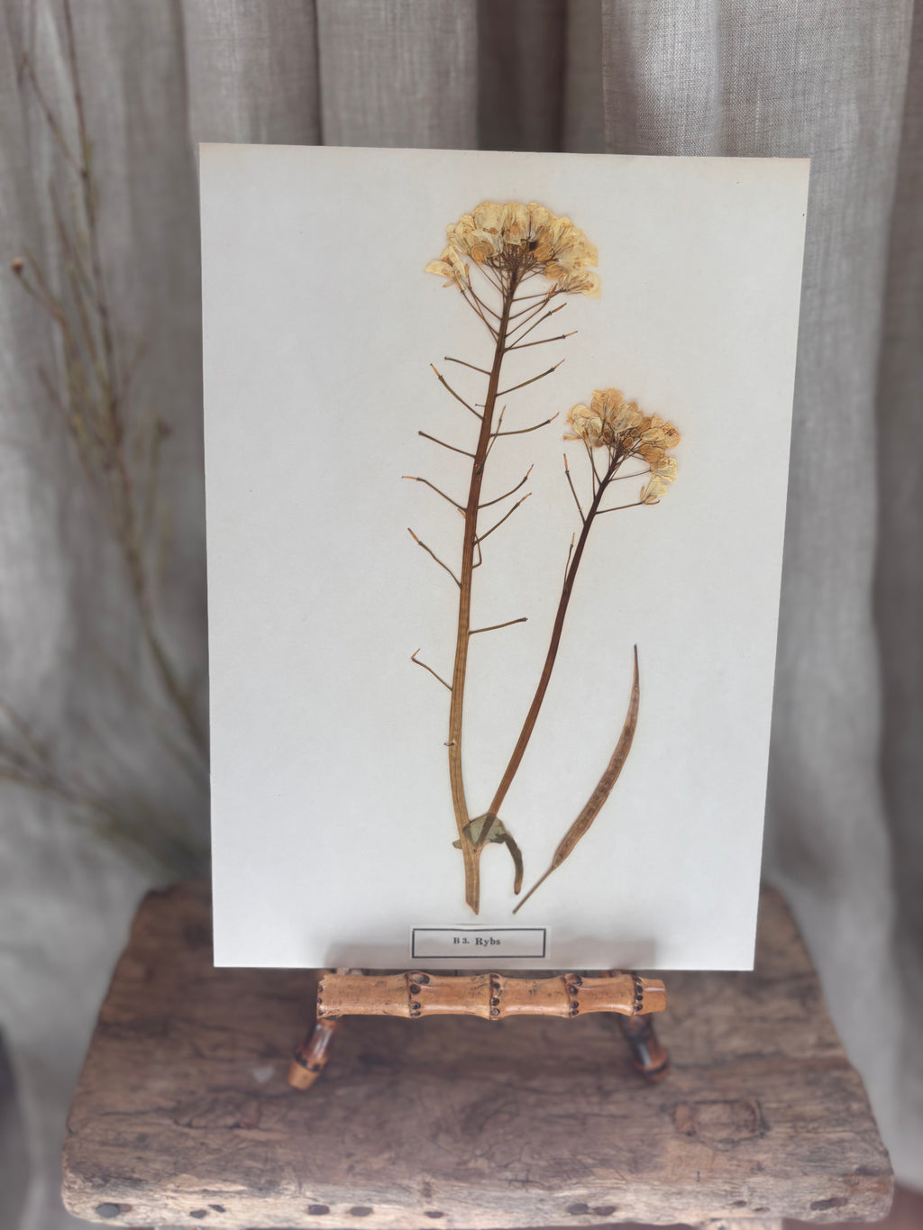 Vintage Pressed Swedish Herbarium B.3. Rybs (Turnip Rape)