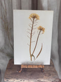 Vintage Pressed Swedish Herbarium B.3. Rybs (Turnip Rape)