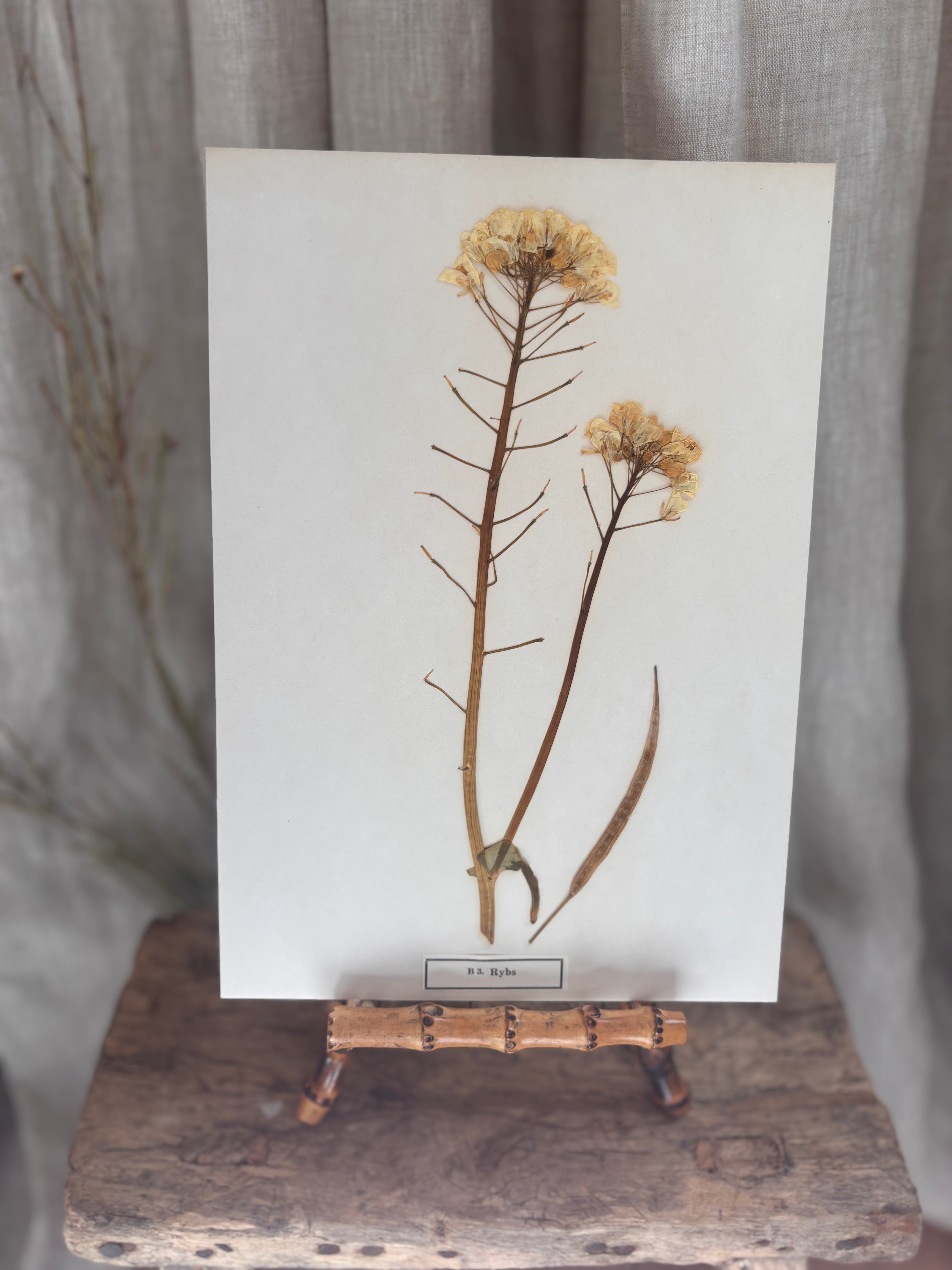 Vintage Pressed Swedish Herbarium B.3. Rybs (Turnip Rape)