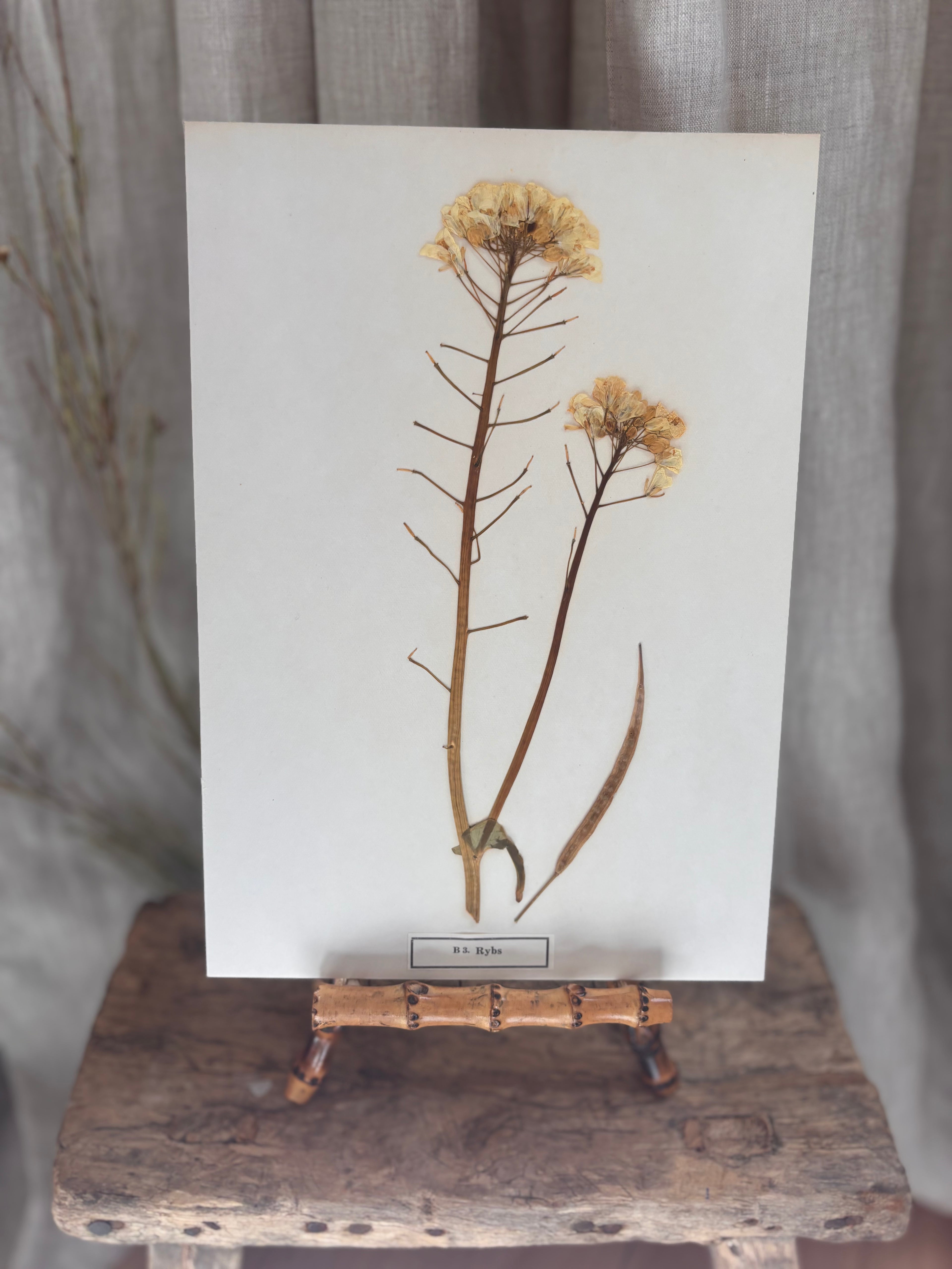 Vintage Pressed Swedish Herbarium B.3. Rybs (Turnip Rape)