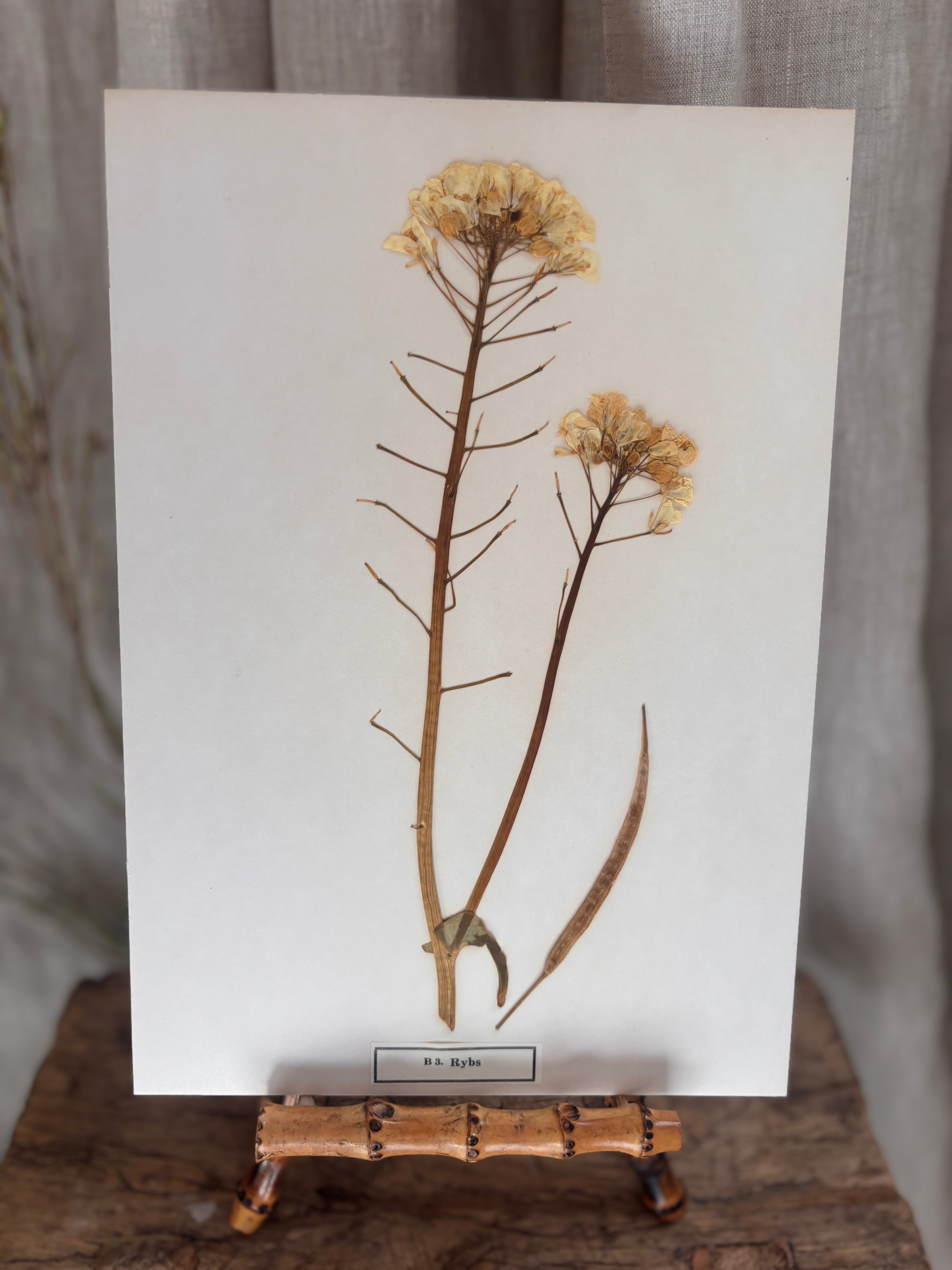 Vintage Pressed Swedish Herbarium B.3. Rybs (Turnip Rape)